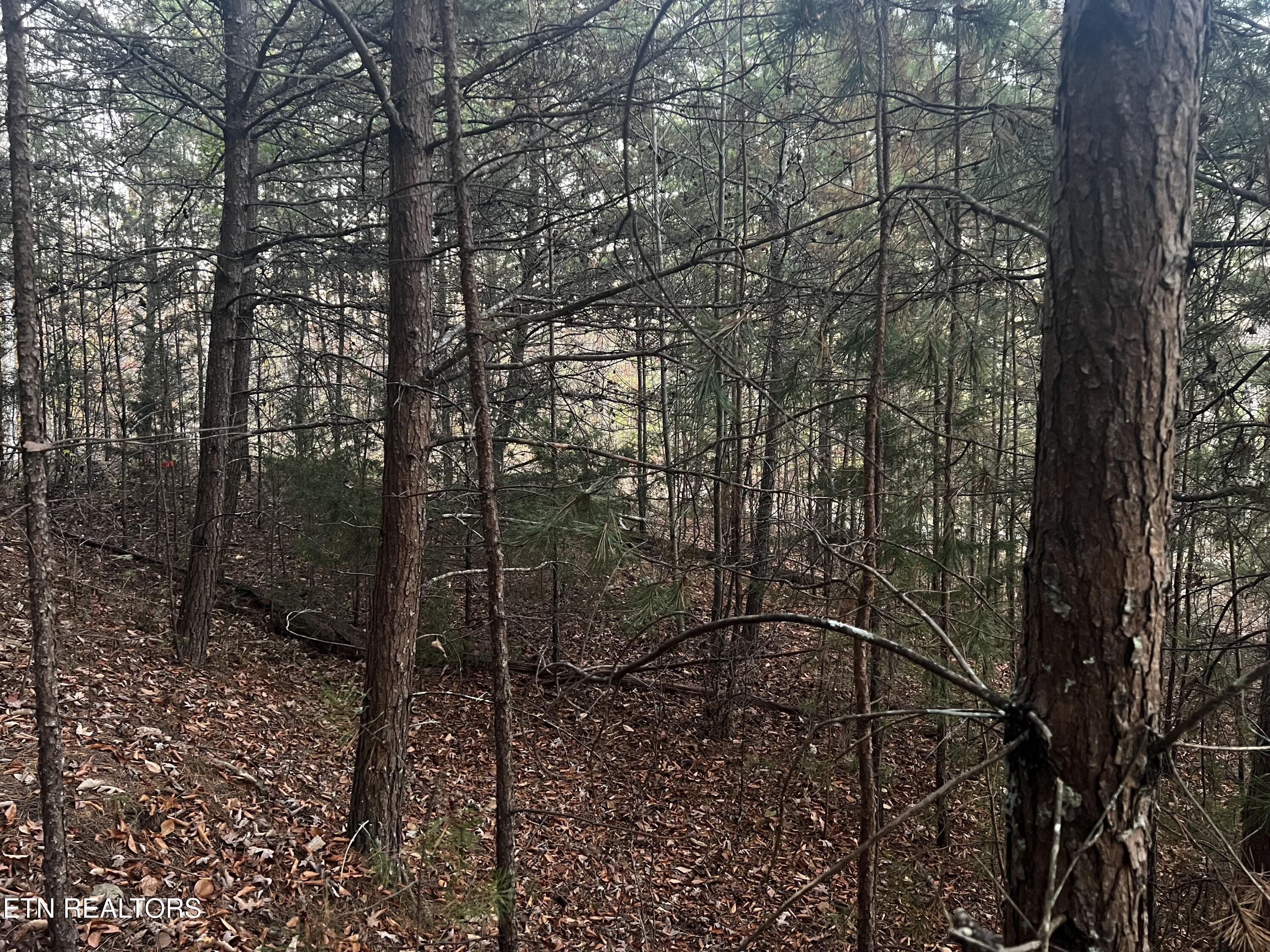 Norris Lake Real Estate - Image# 24