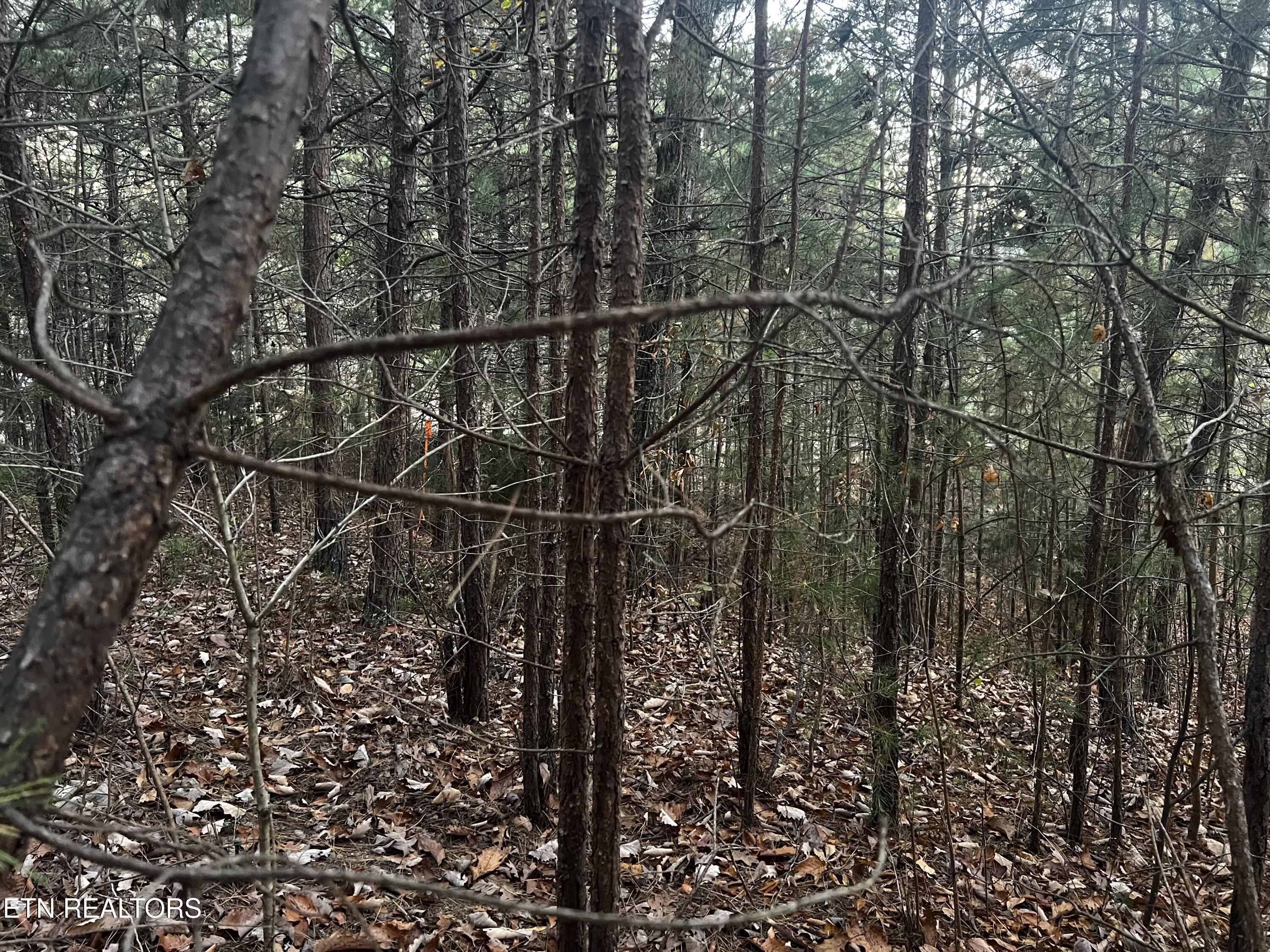 Norris Lake Real Estate - Image# 25