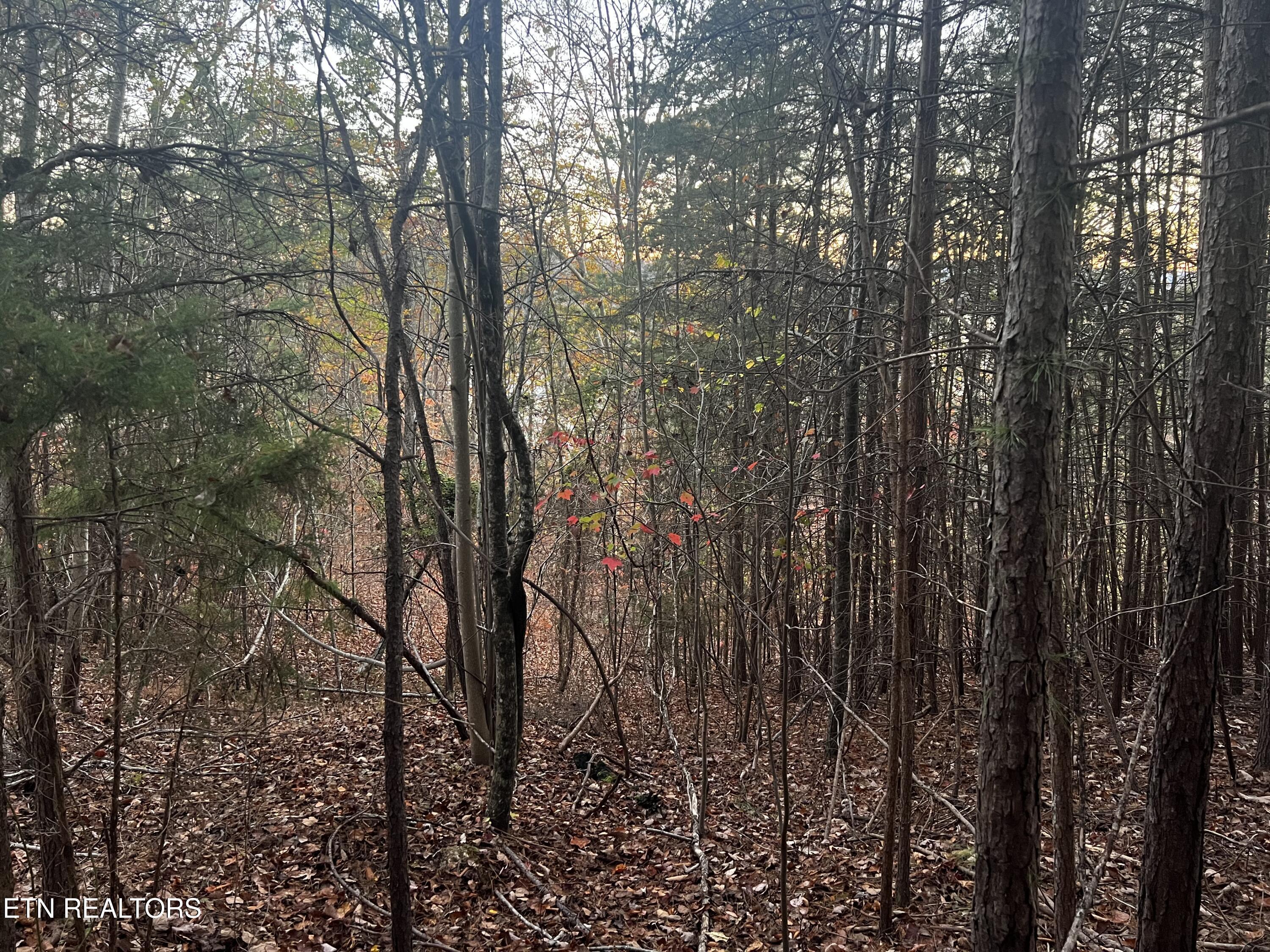 Norris Lake Real Estate - Image# 28