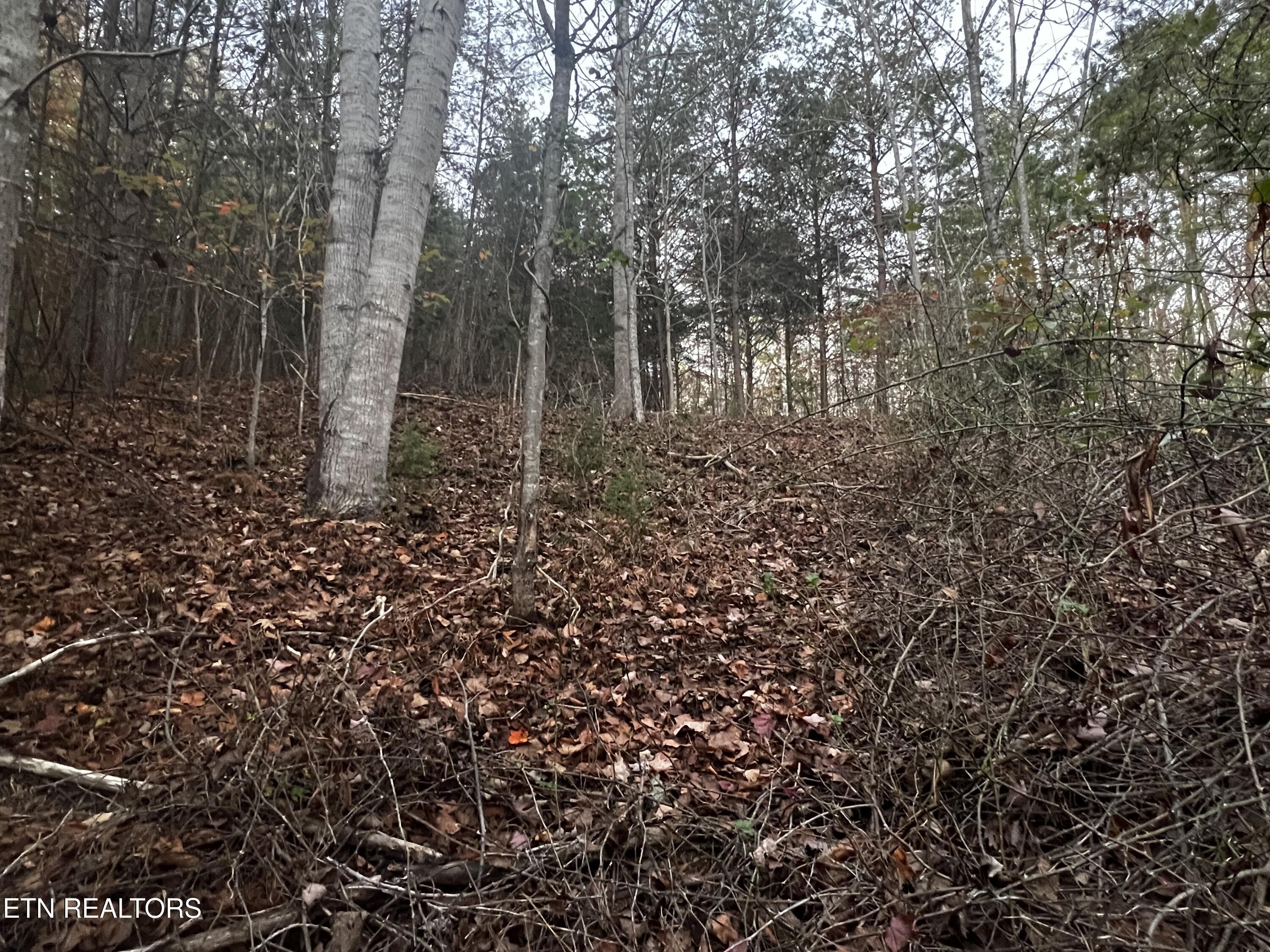 Norris Lake Real Estate - Image# 29