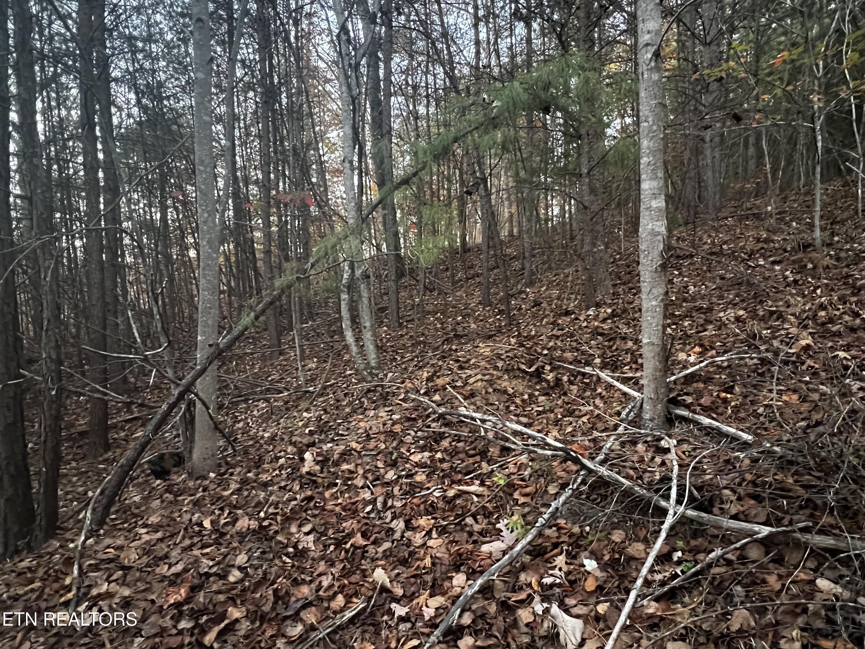 Norris Lake Real Estate - Image# 30