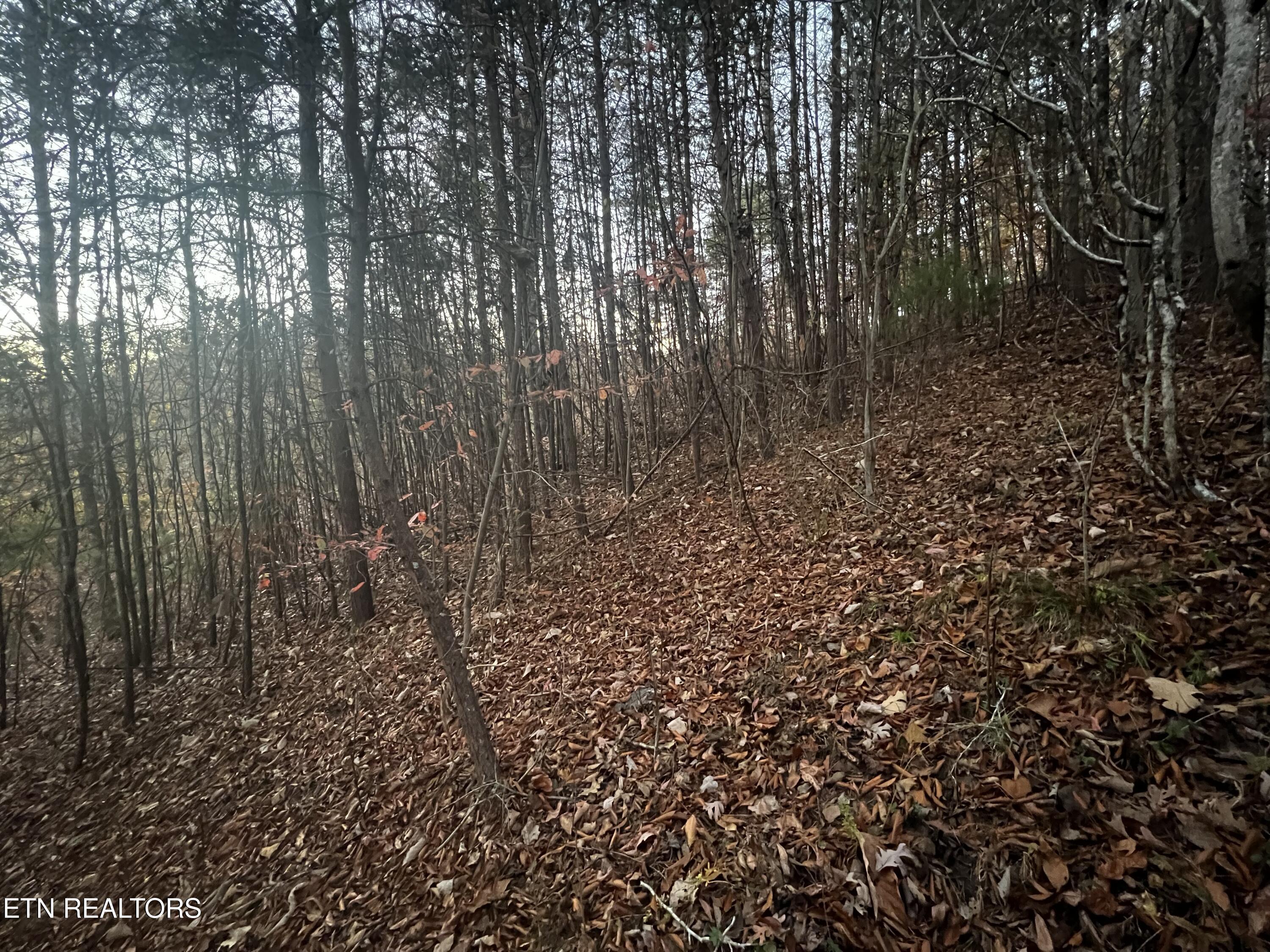 Norris Lake Real Estate - Image# 31