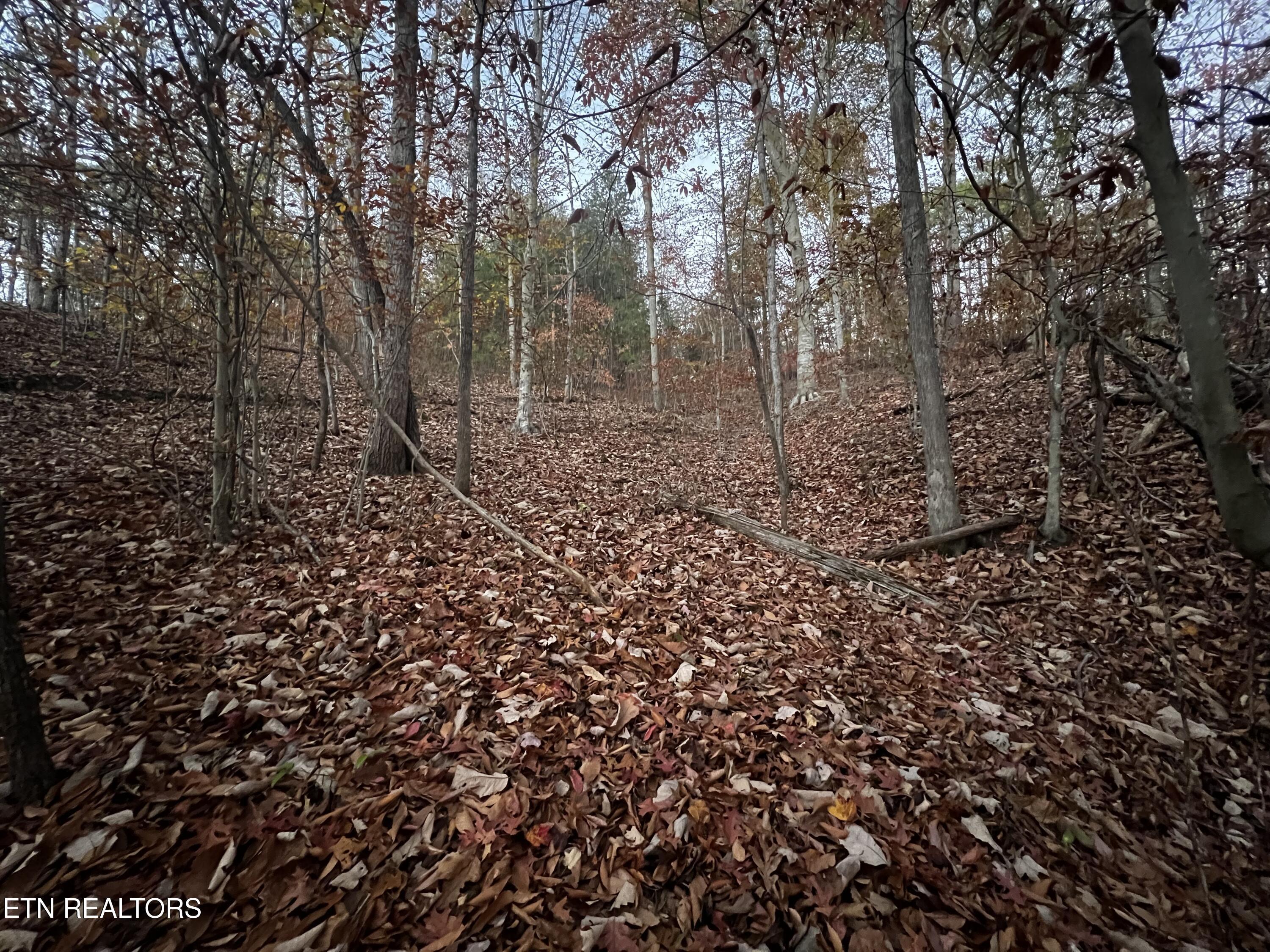 Norris Lake Real Estate - Image# 34