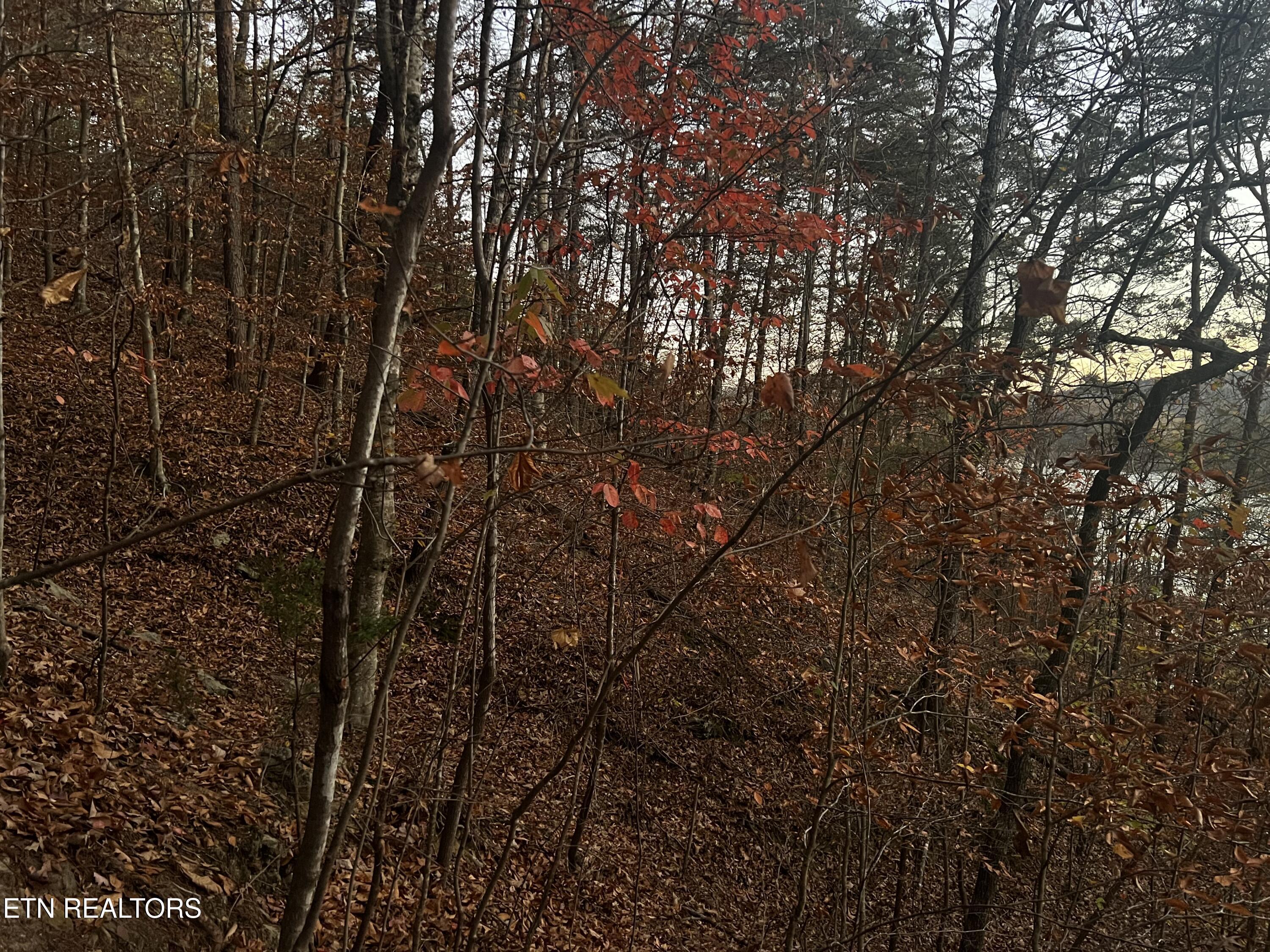 Norris Lake Real Estate - Image# 36