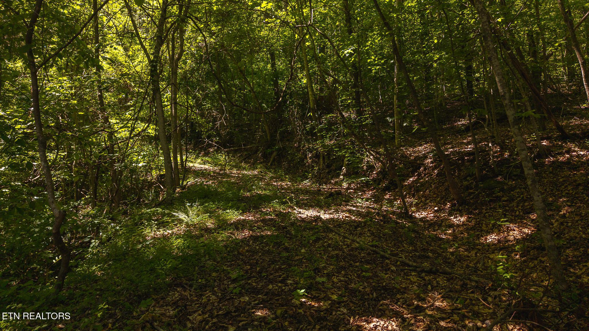 Norris Lake Real Estate - Image# 10