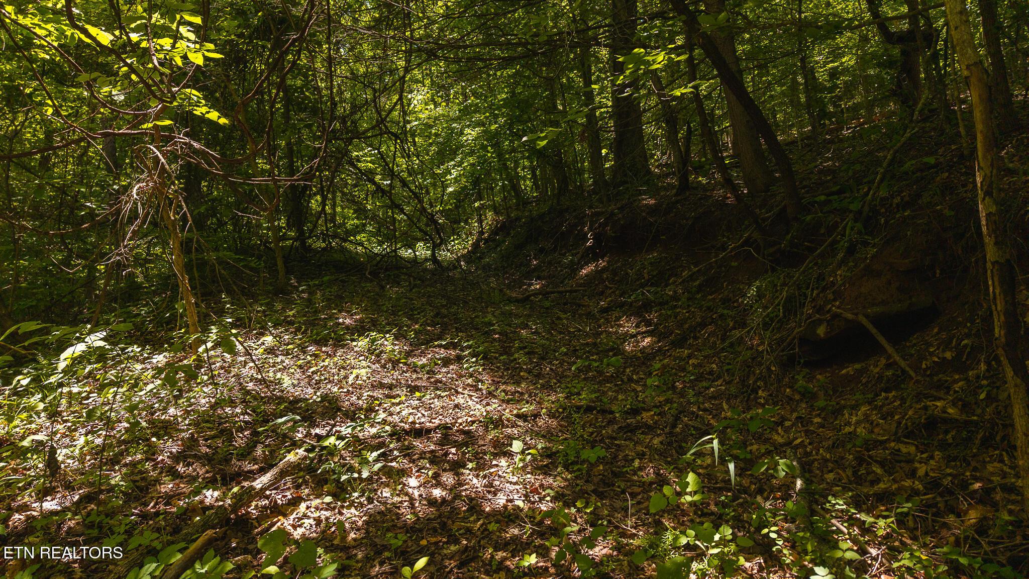 Norris Lake Real Estate - Image# 11