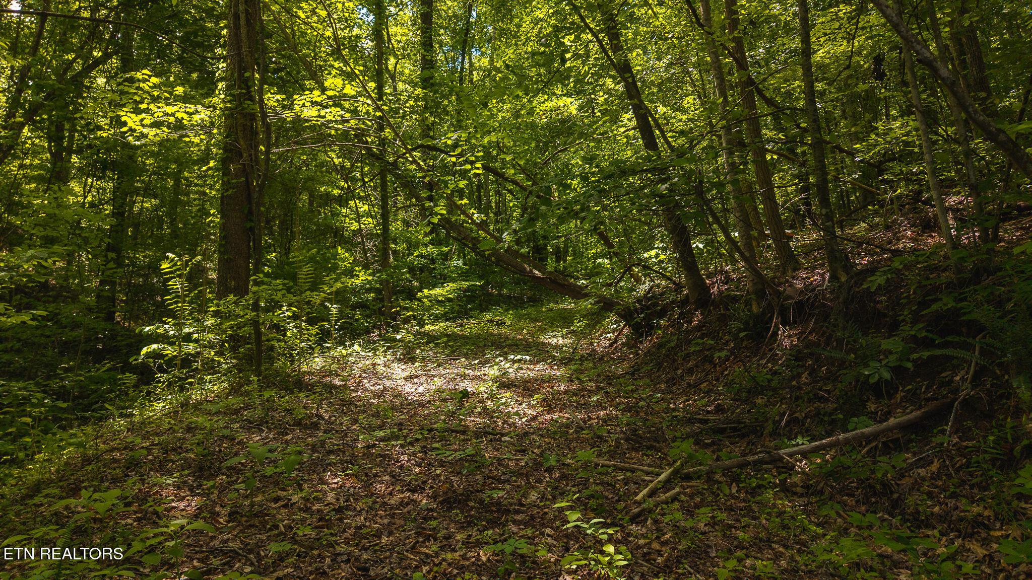 Norris Lake Real Estate - Image# 12