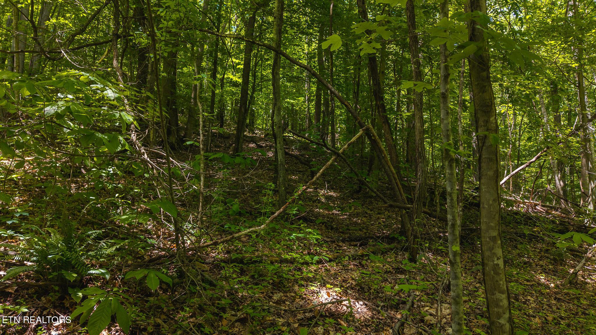 Norris Lake Real Estate - Image# 13