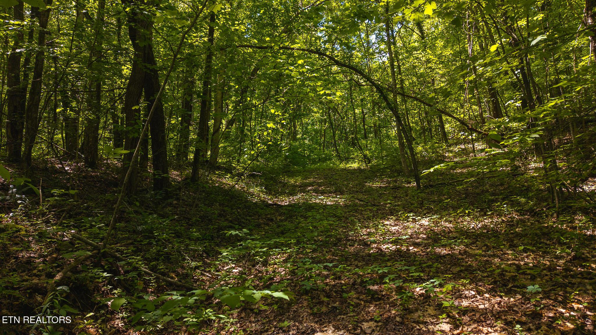 Norris Lake Real Estate - Image# 14