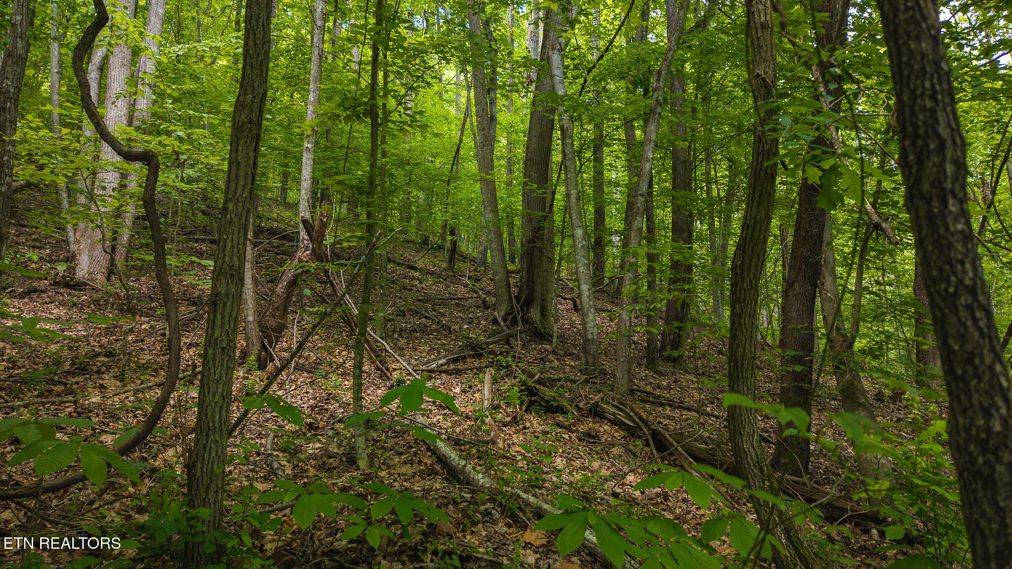 Norris Lake Real Estate - Image# 16