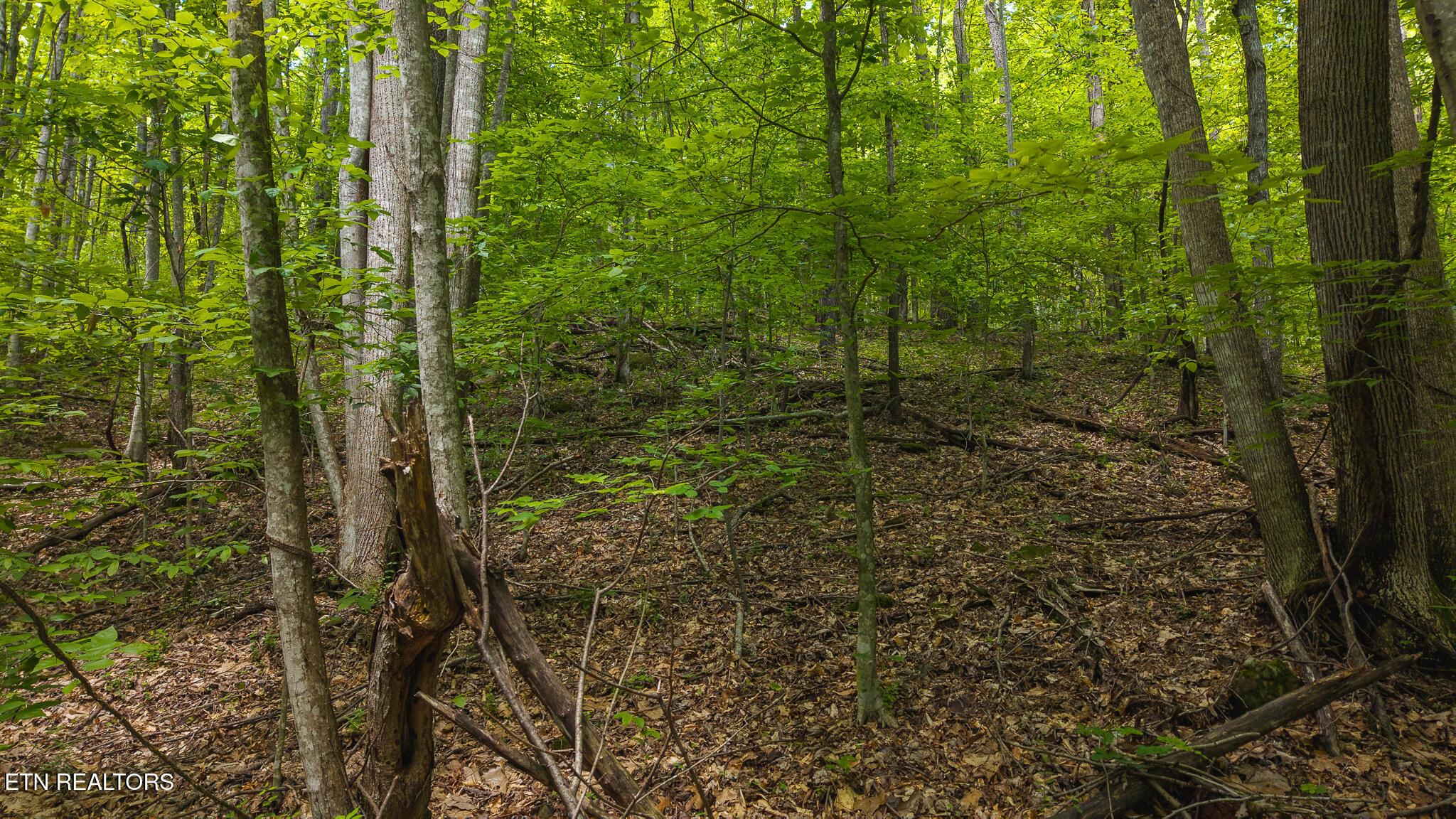 Norris Lake Real Estate - Image# 17