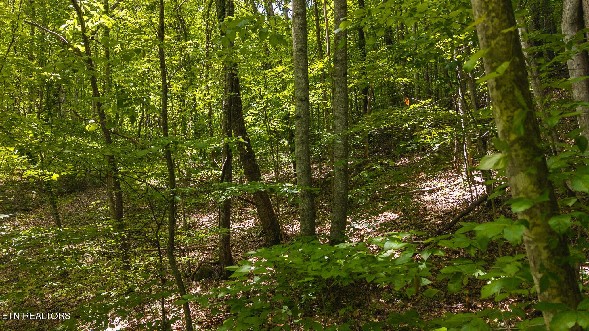 Norris Lake Real Estate - Image# 19