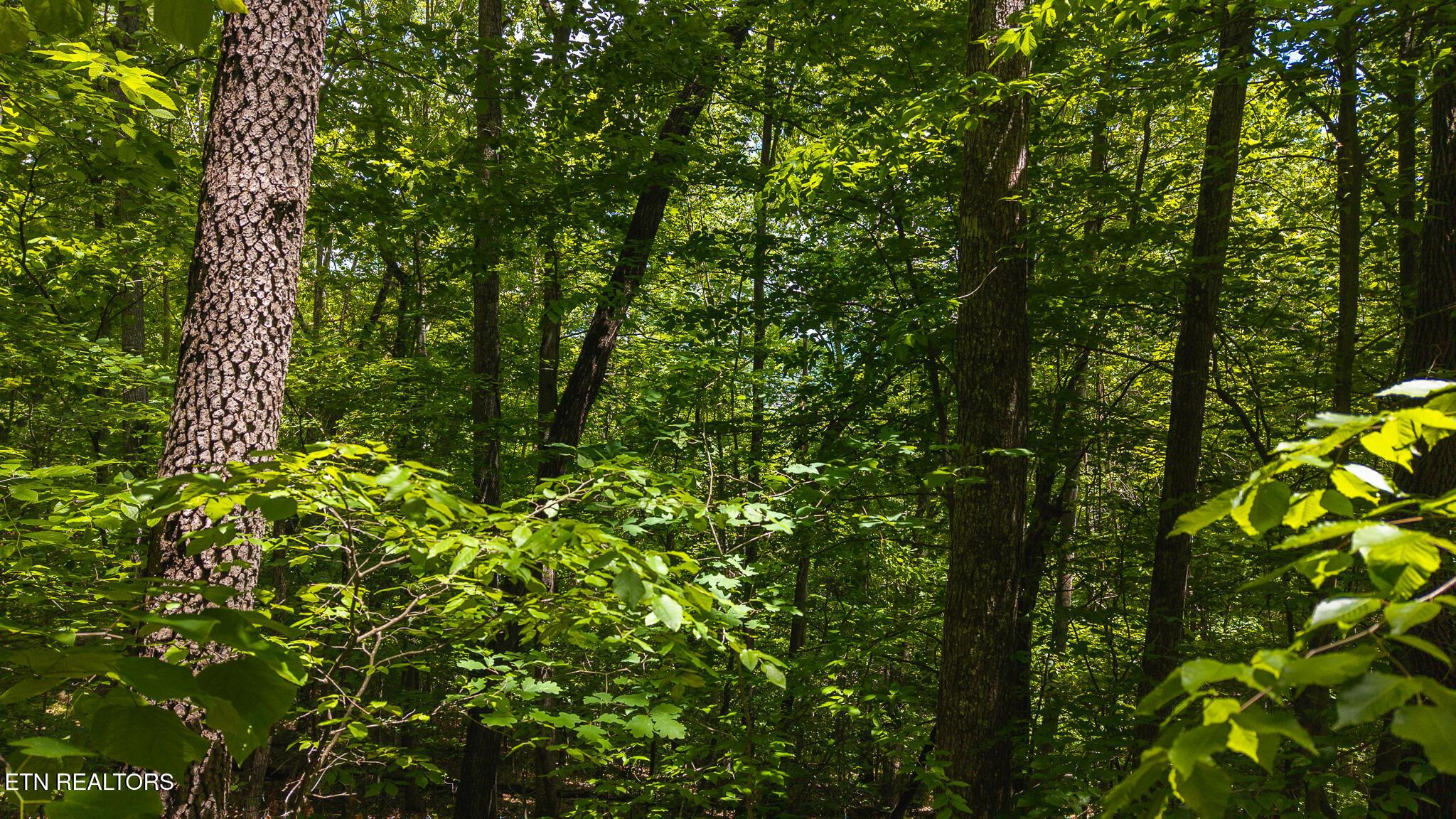 Norris Lake Real Estate - Image# 21