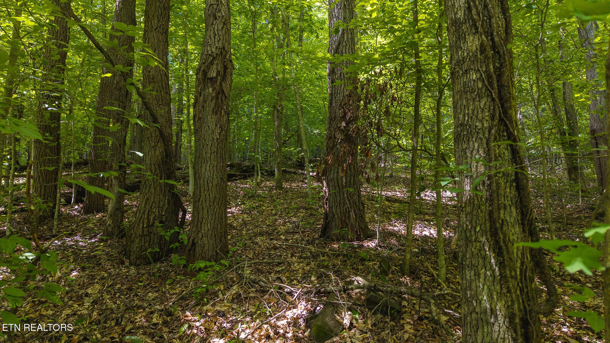 Norris Lake Real Estate - Image# 22