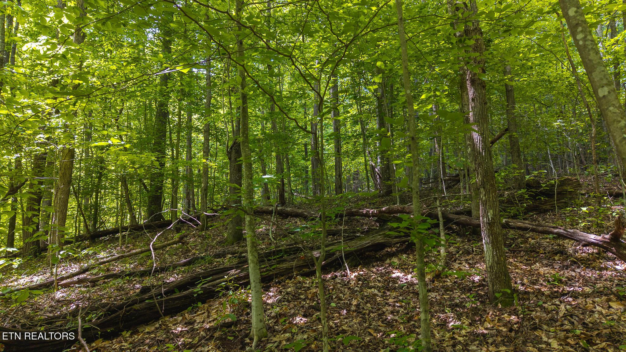 Norris Lake Real Estate - Image# 23