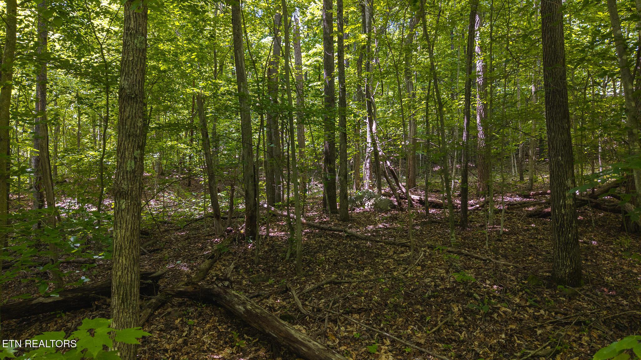 Norris Lake Real Estate - Image# 24