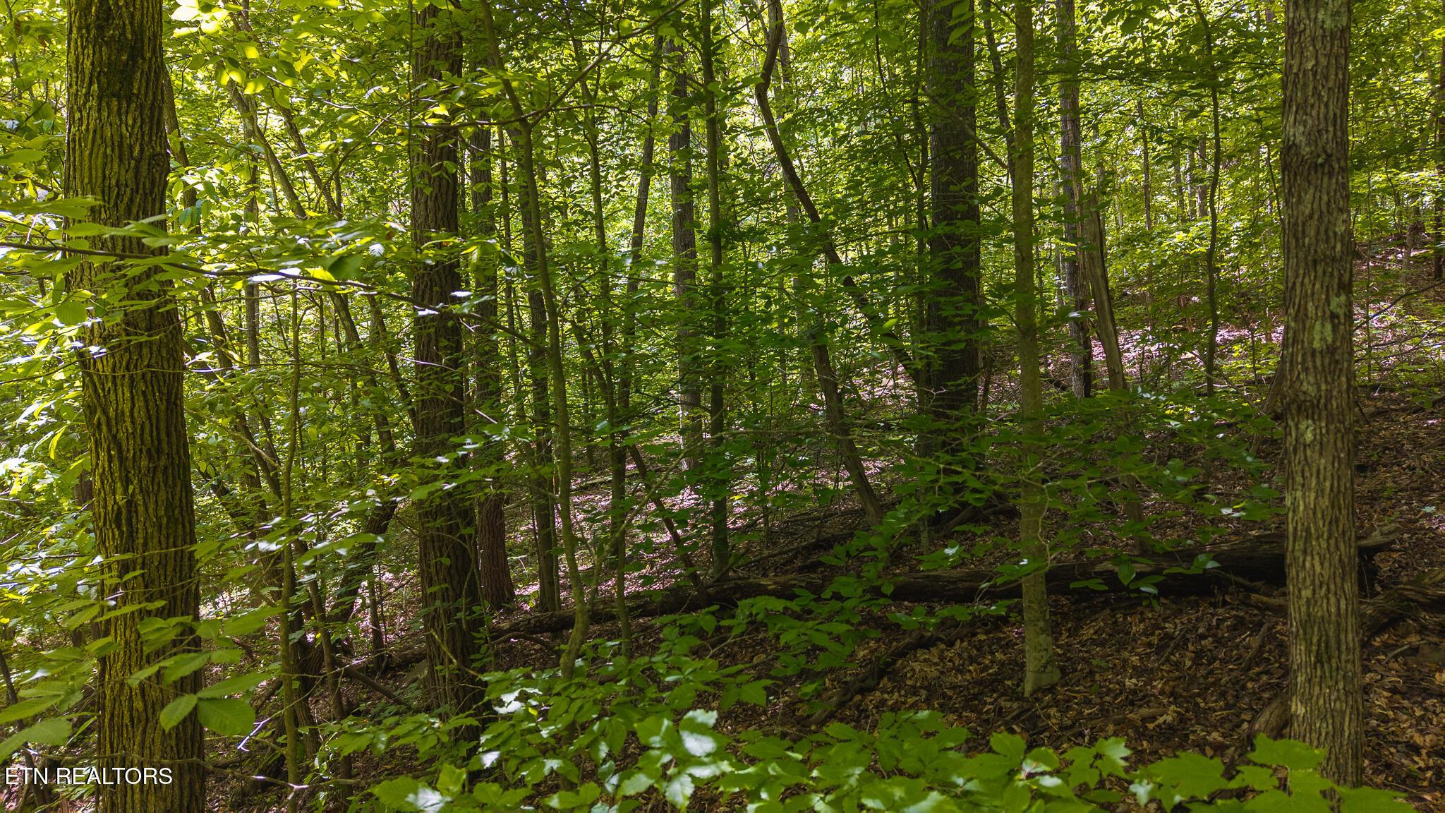 Norris Lake Real Estate - Image# 25