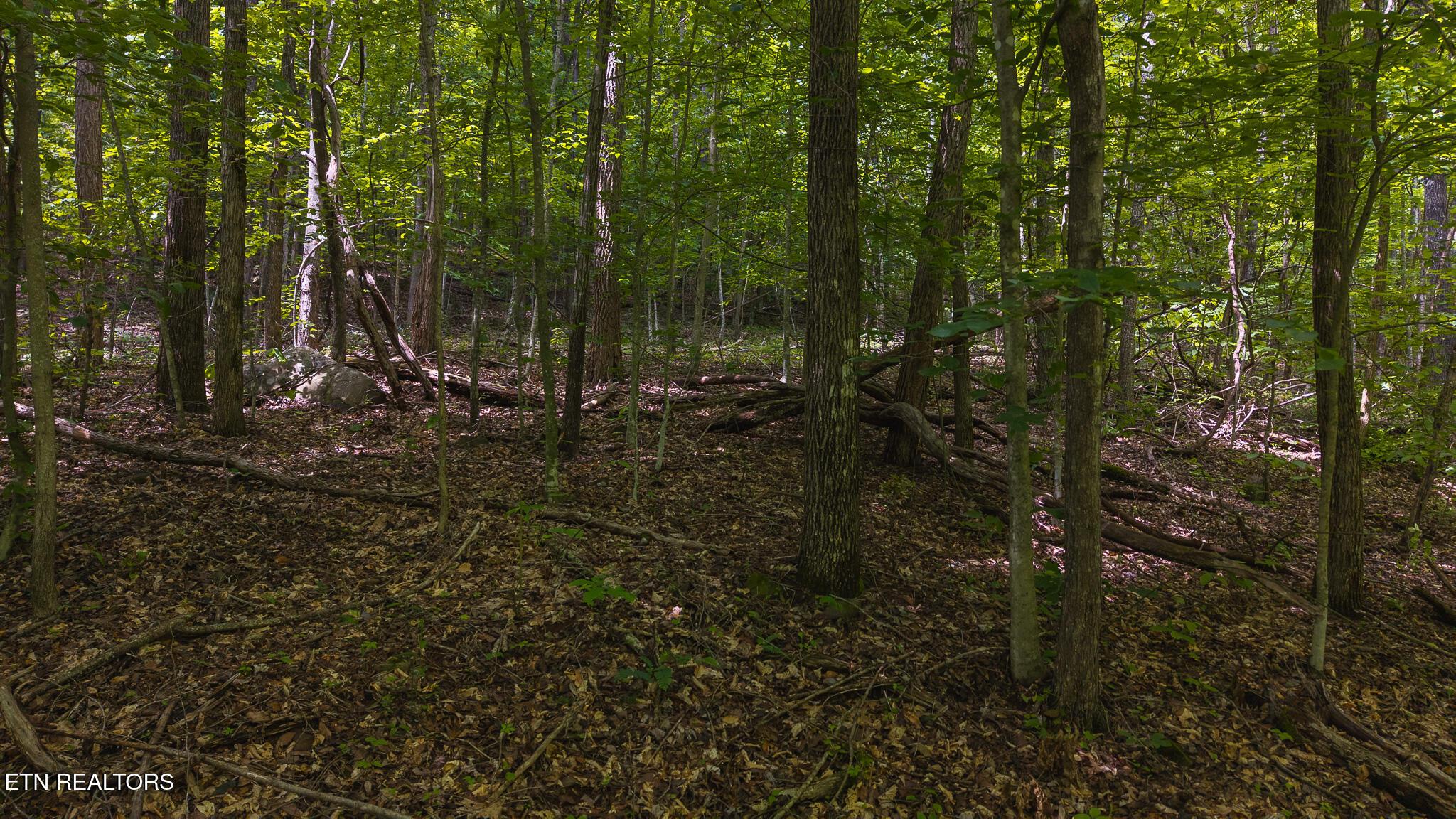 Norris Lake Real Estate - Image# 2