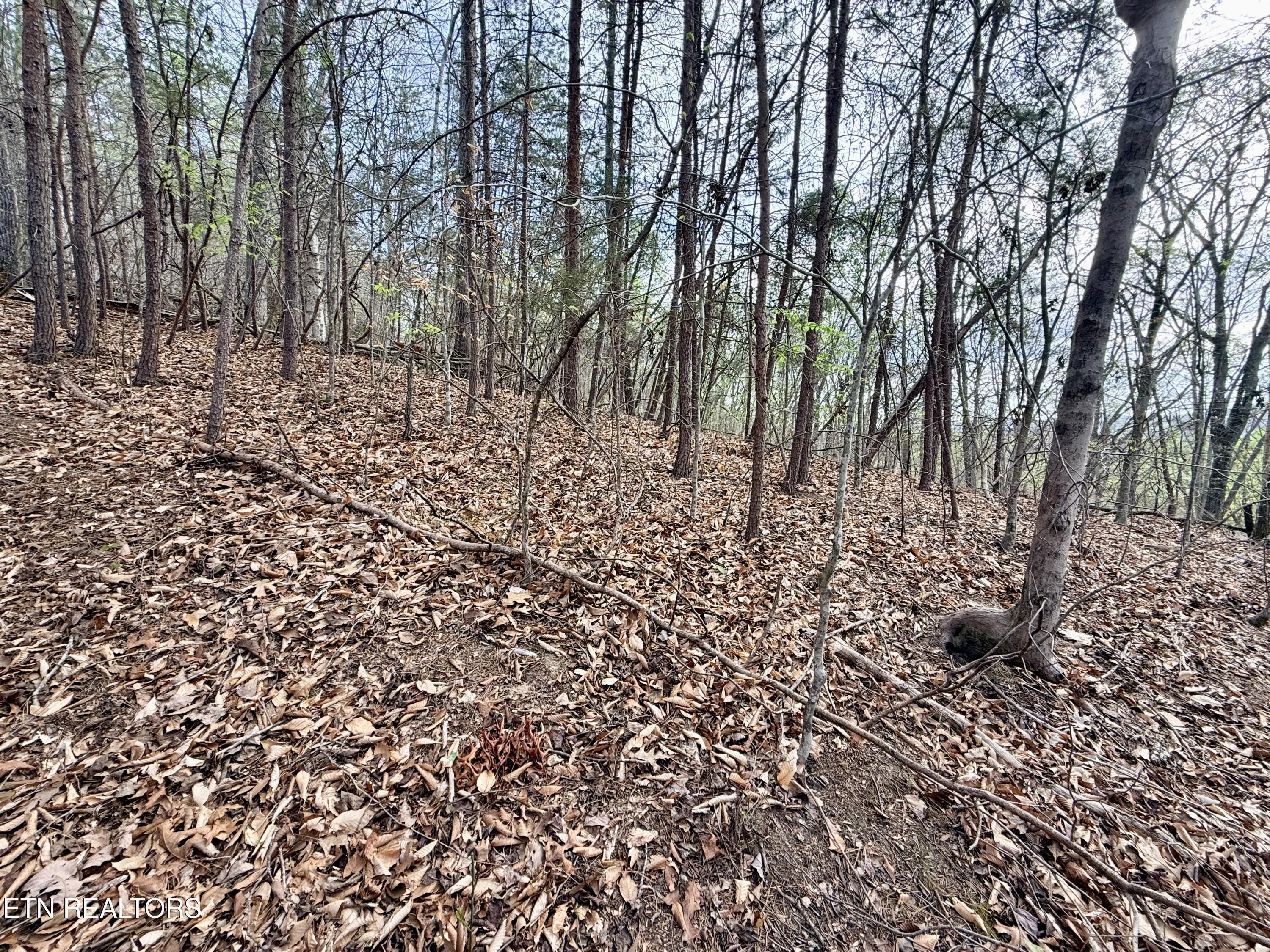 Lot 77 Grandpas Ridge, Sharps Chapel, TN - Norris Lake Real Estate - Image# 12