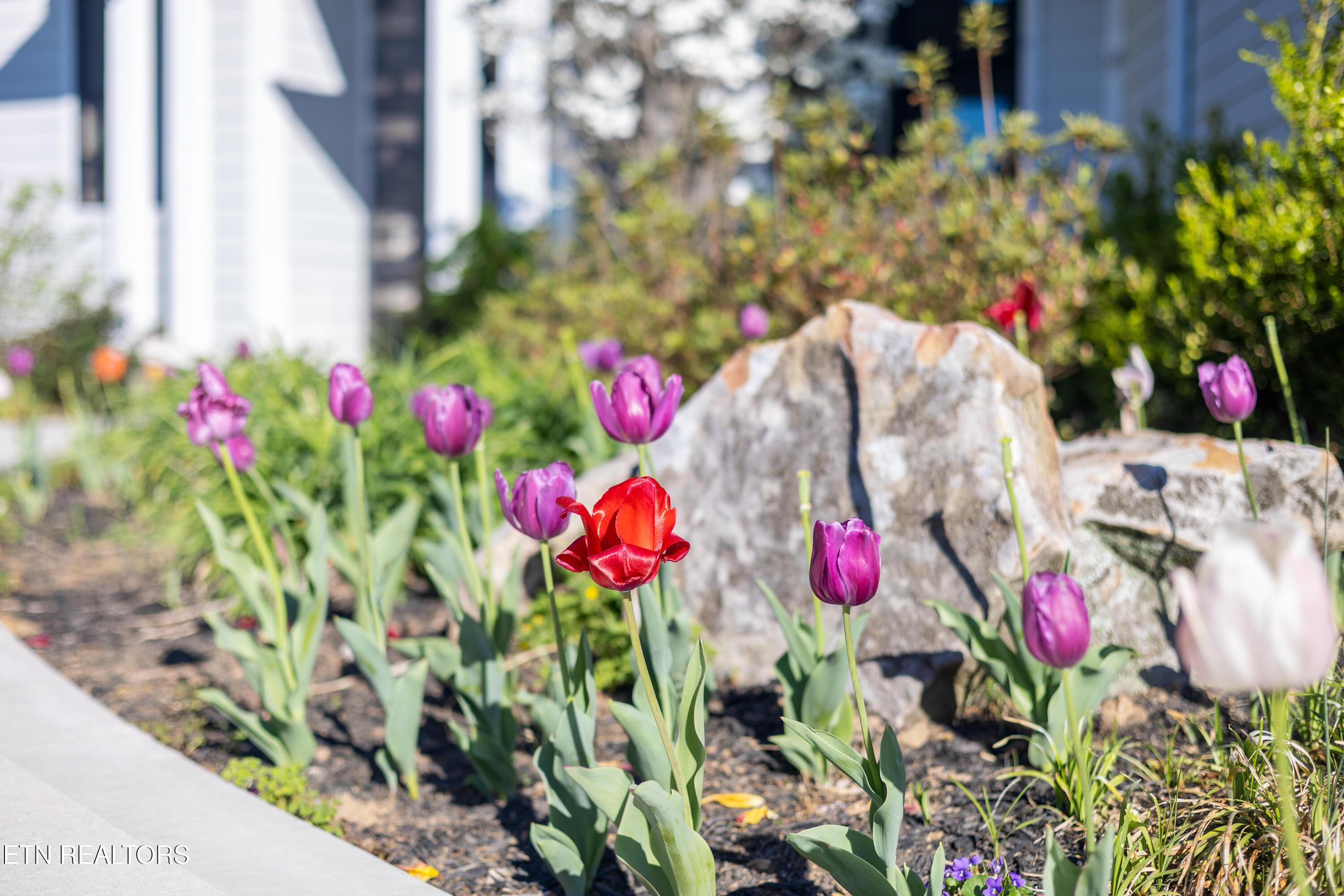 Norris Lake Real Estate - Image# 9