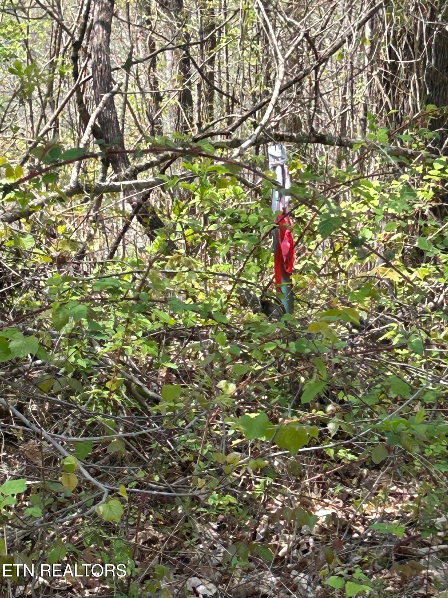 Norris Lake Real Estate - Image# 1