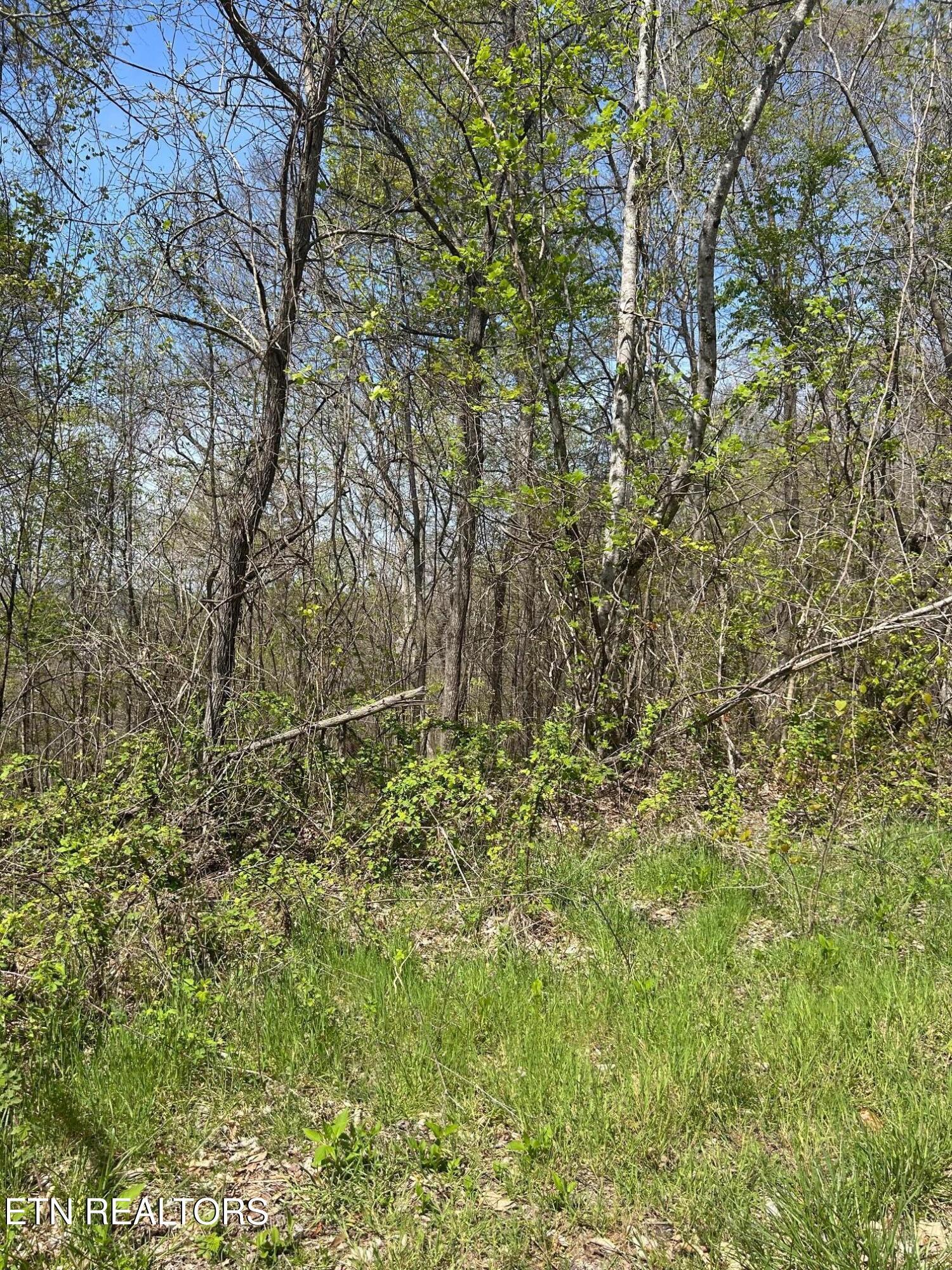 Norris Lake Real Estate - Image# 10