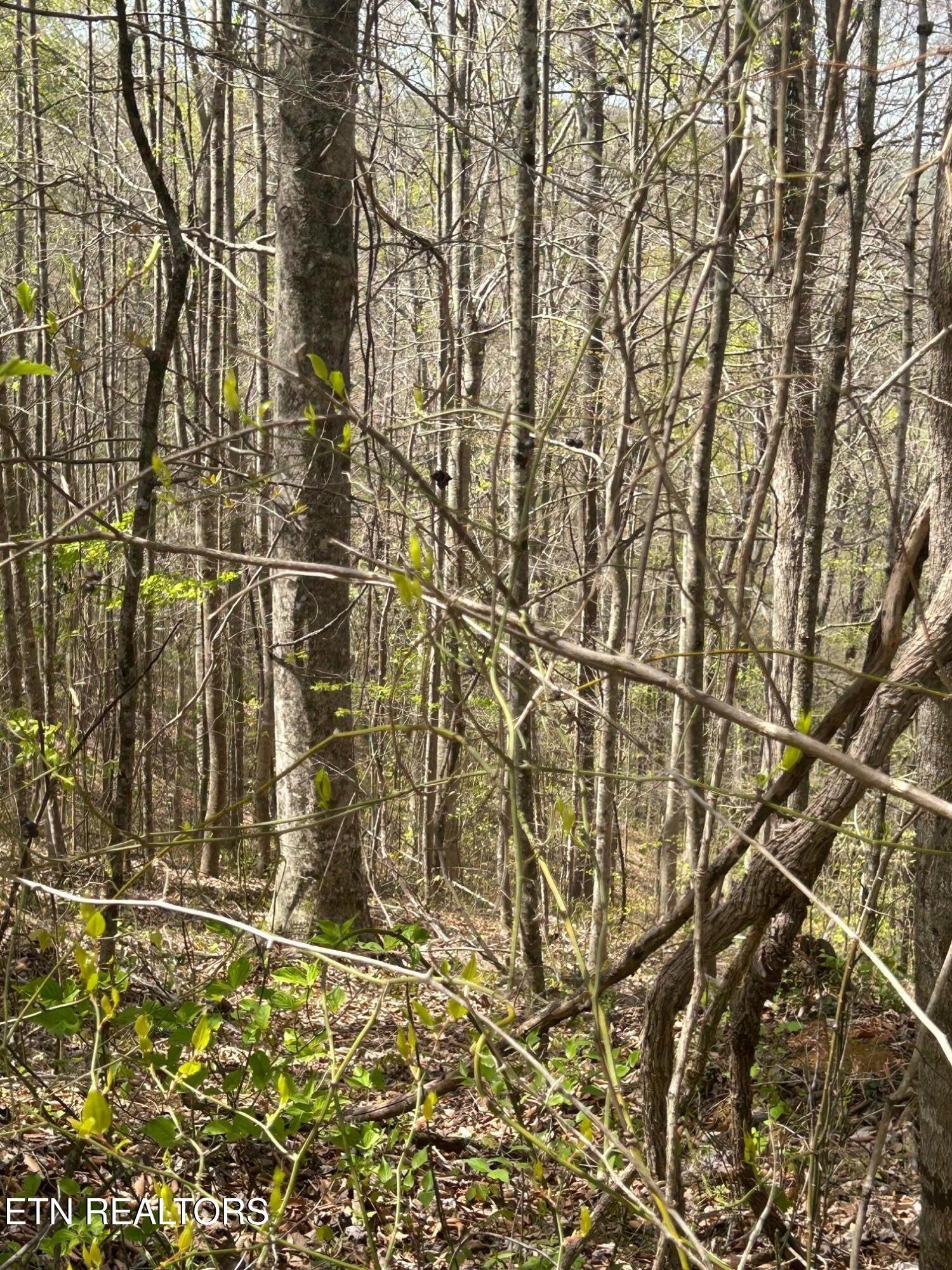 Norris Lake Real Estate - Image# 4