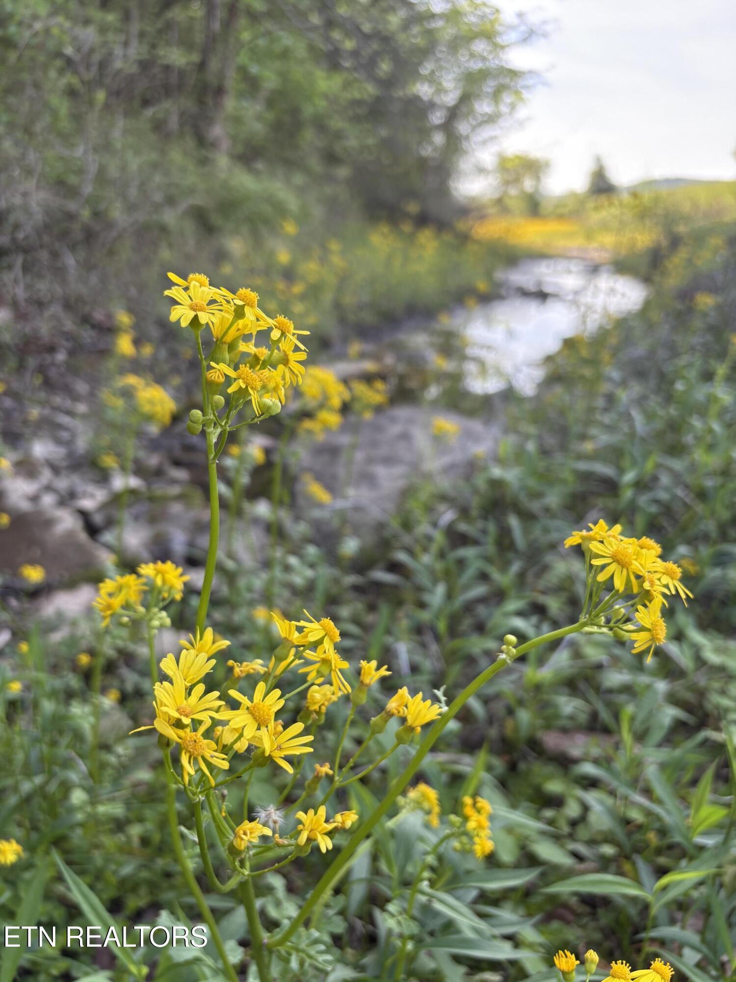 Norris Lake Real Estate - Image# 5