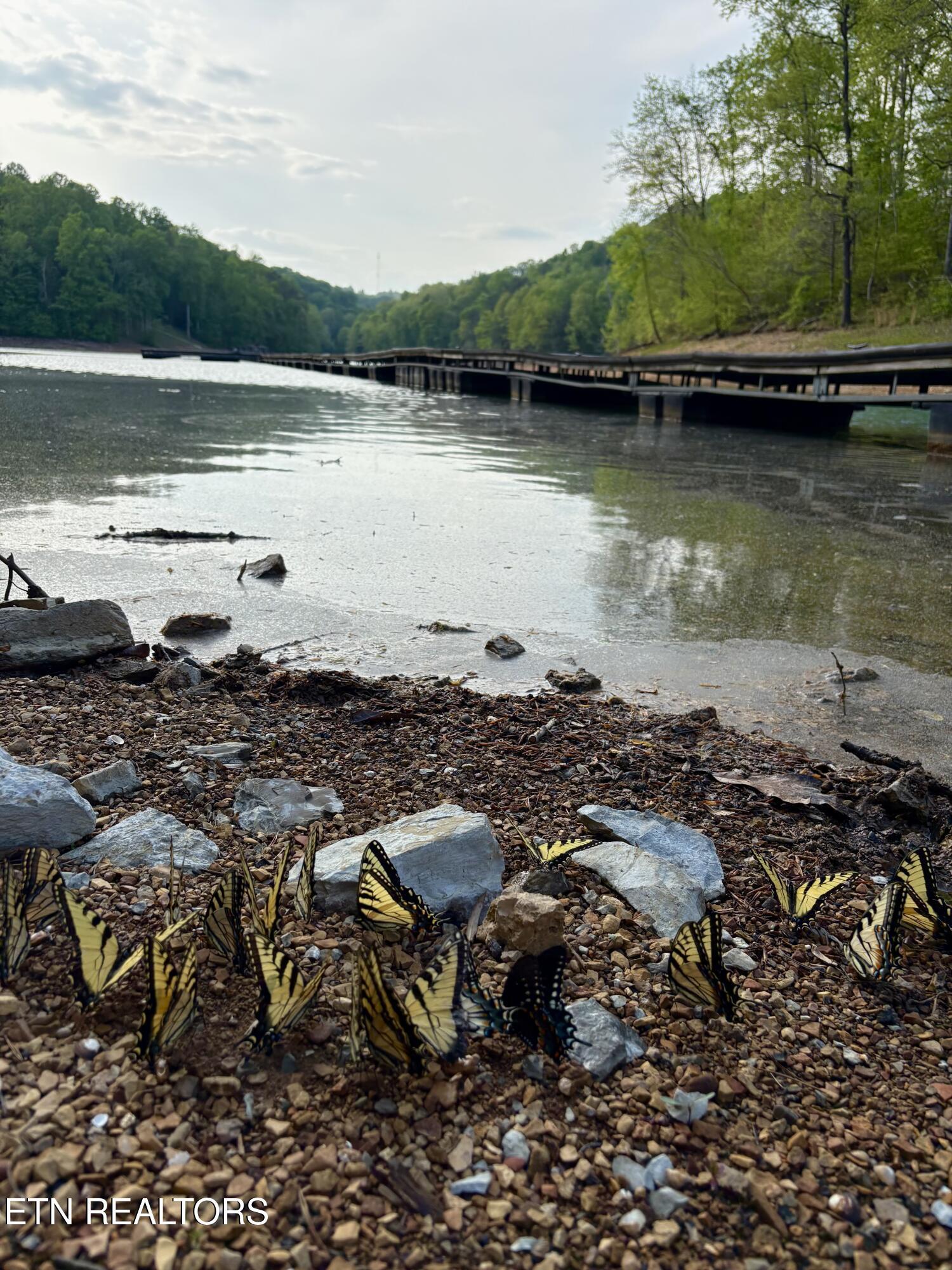 lot 168 Saddleridge Drive, Speedwell, TN - Norris Lake Real Estate - Image# 8