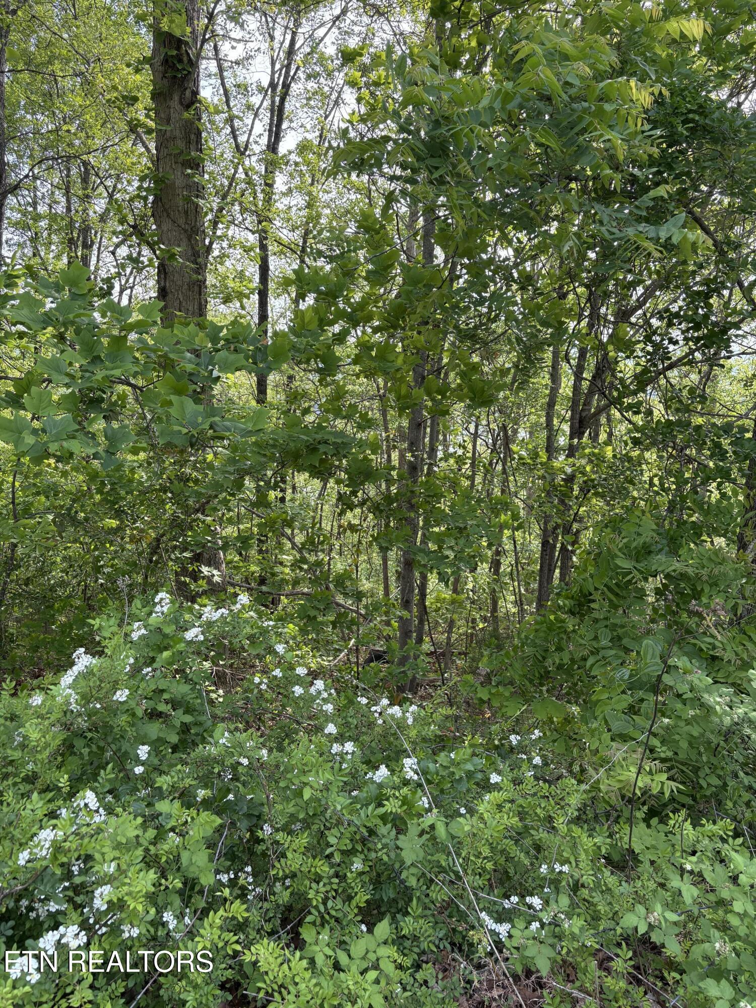 lot 168 Saddleridge Drive, Speedwell, TN - Norris Lake Real Estate - Image# 1