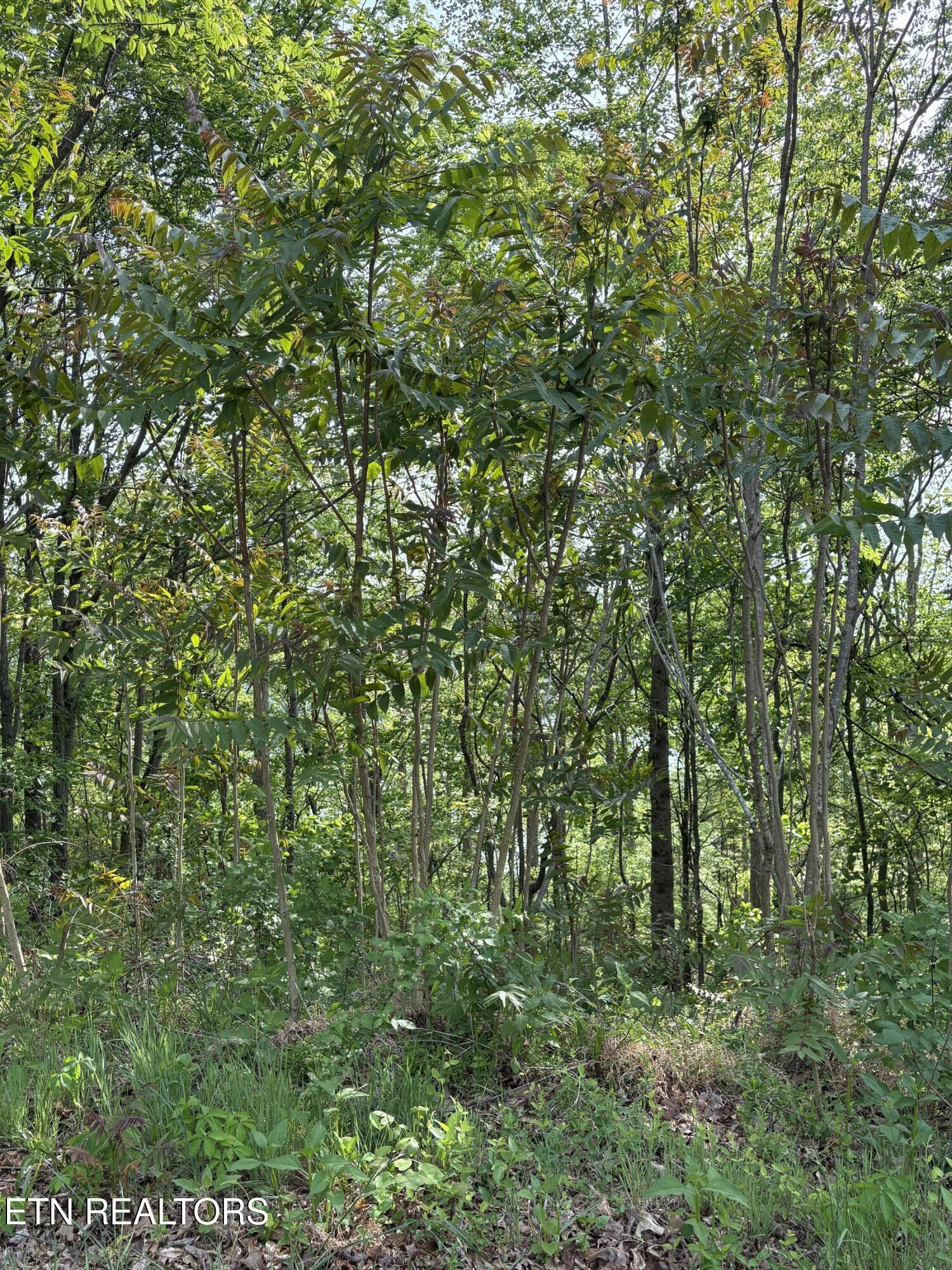 lot 168 Saddleridge Drive, Speedwell, TN - Norris Lake Real Estate - Image# 3