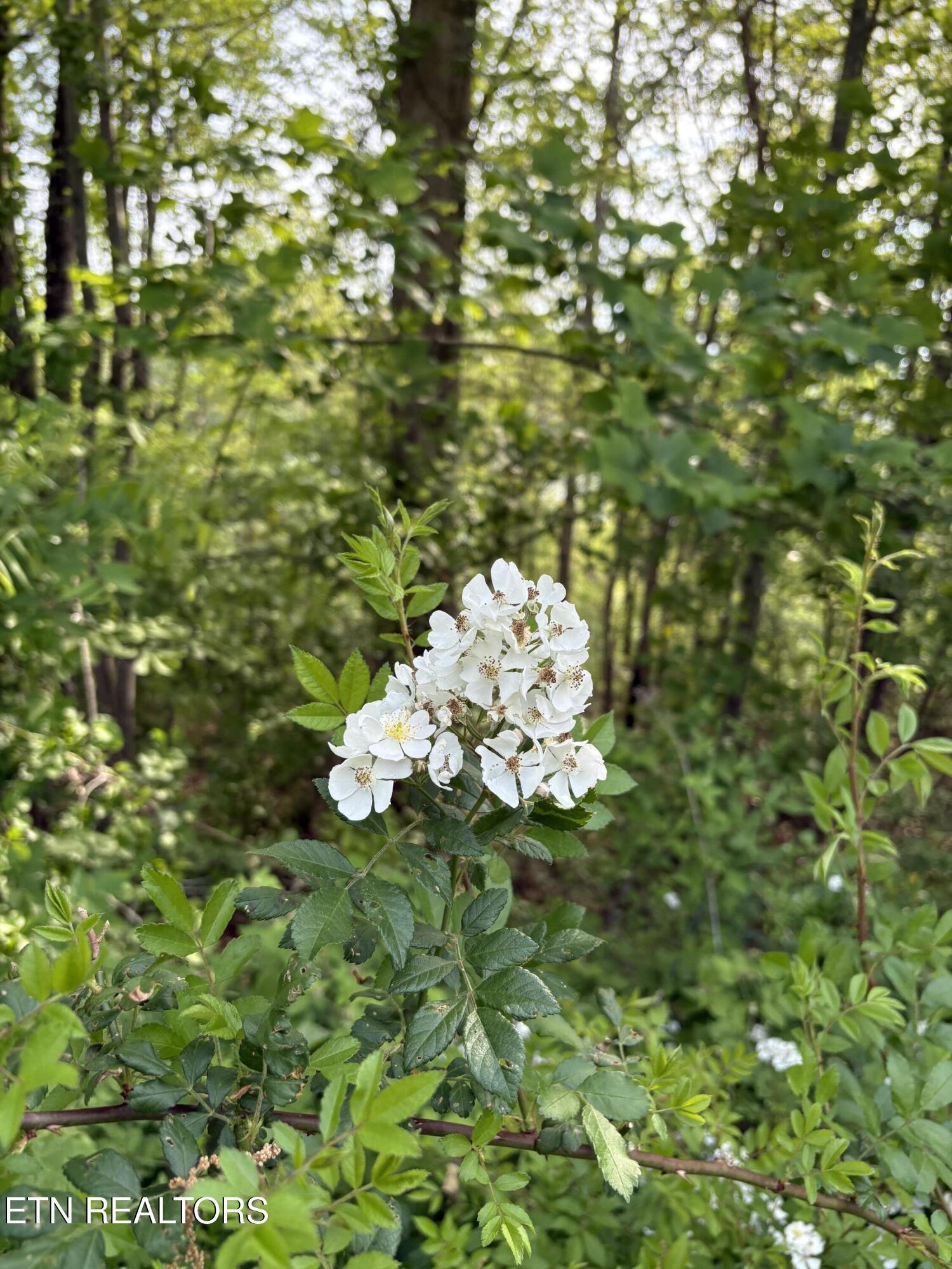 lot 168 Saddleridge Drive, Speedwell, TN - Norris Lake Real Estate - Image# 5