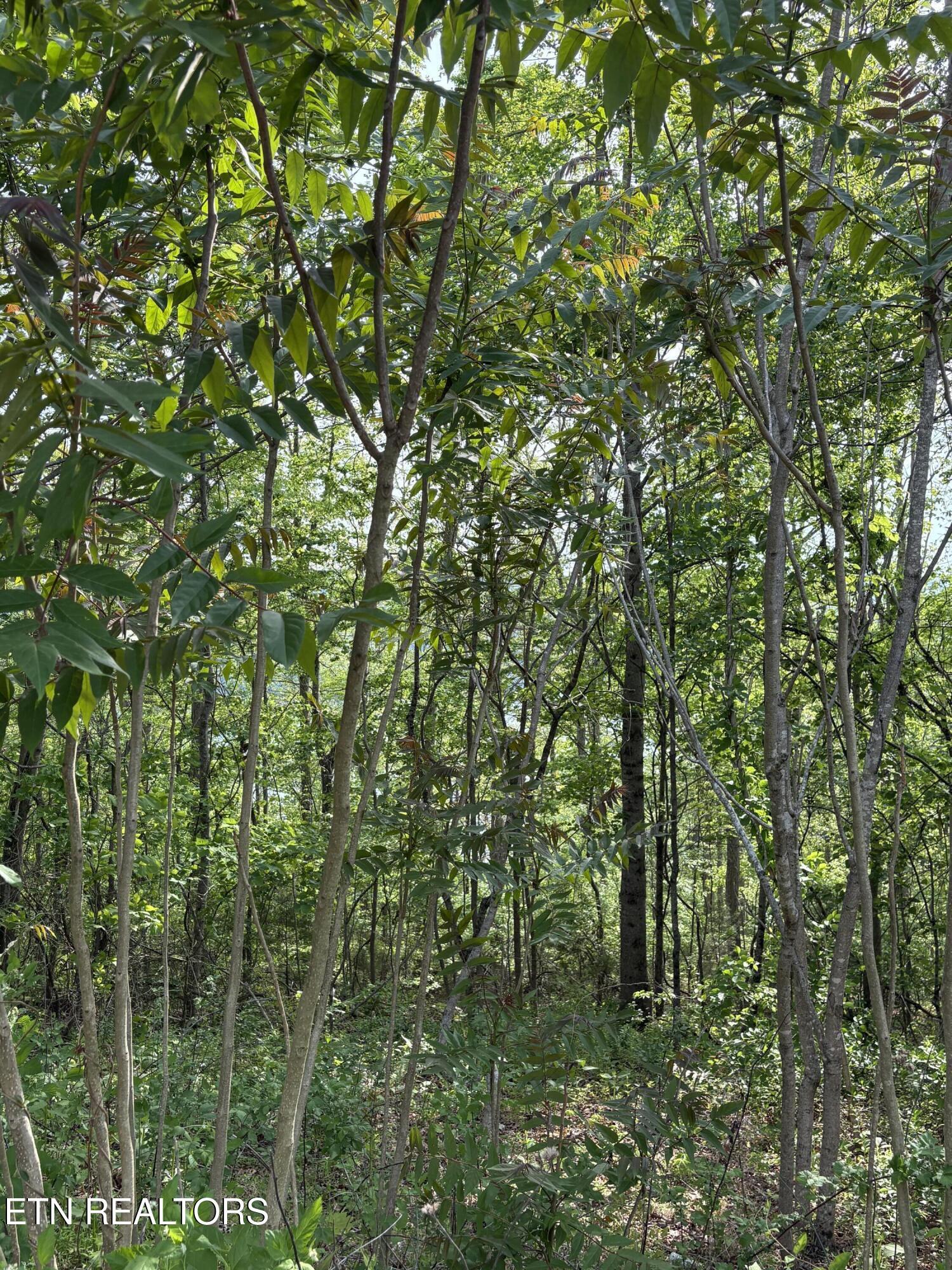 lot 168 Saddleridge Drive, Speedwell, TN - Norris Lake Real Estate - Image# 2