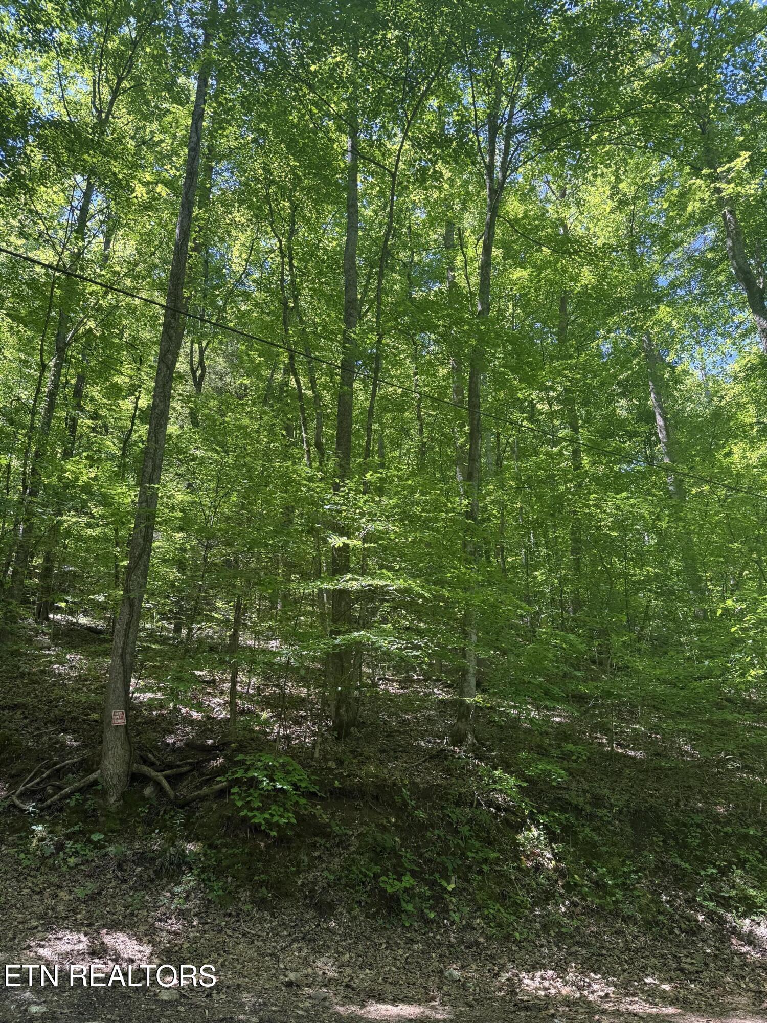 White Oak Lane, Caryville, TN - Norris Lake Real Estate - Image# 2