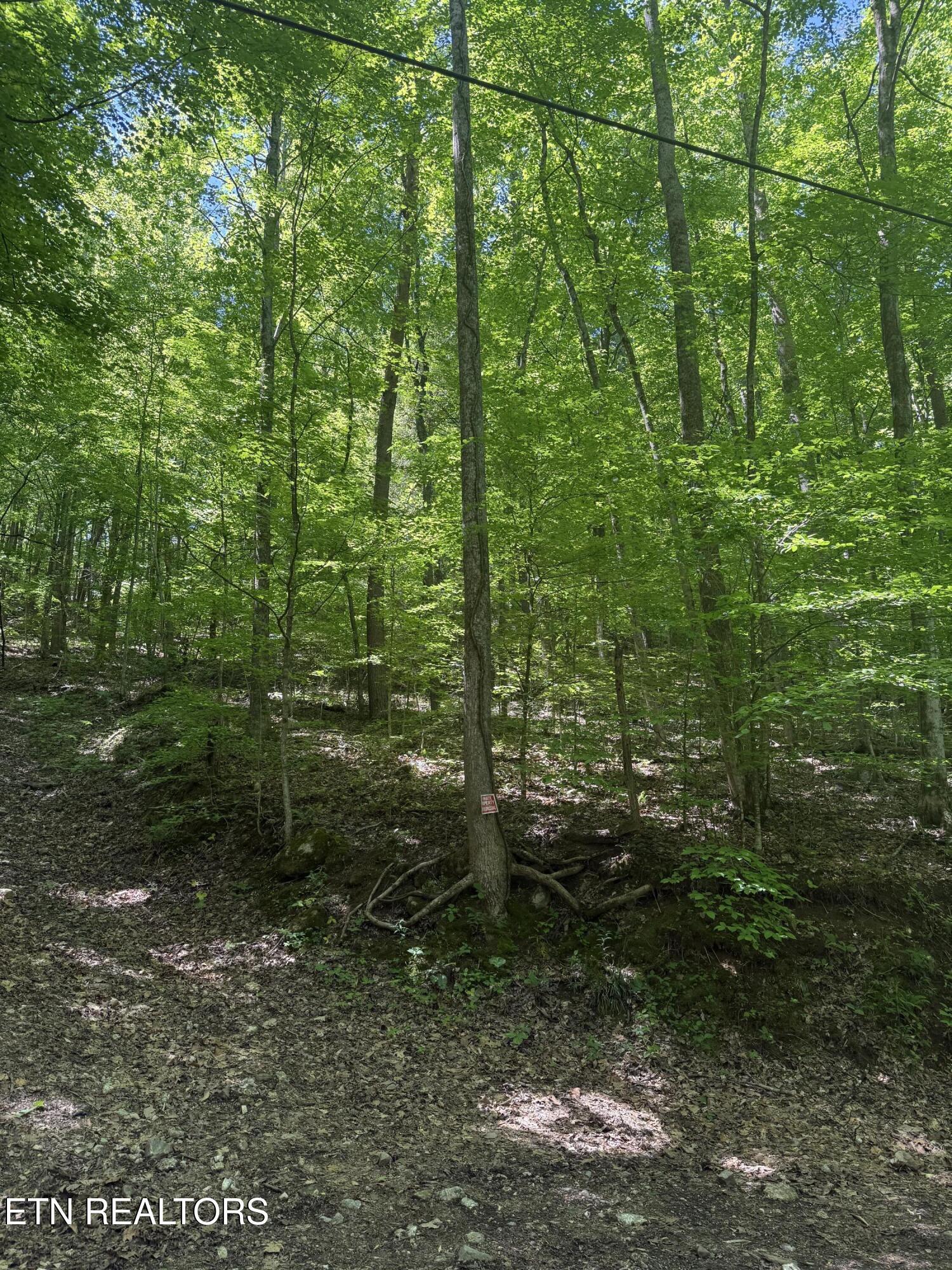 White Oak Lane, Caryville, TN - Norris Lake Real Estate - Image# 1