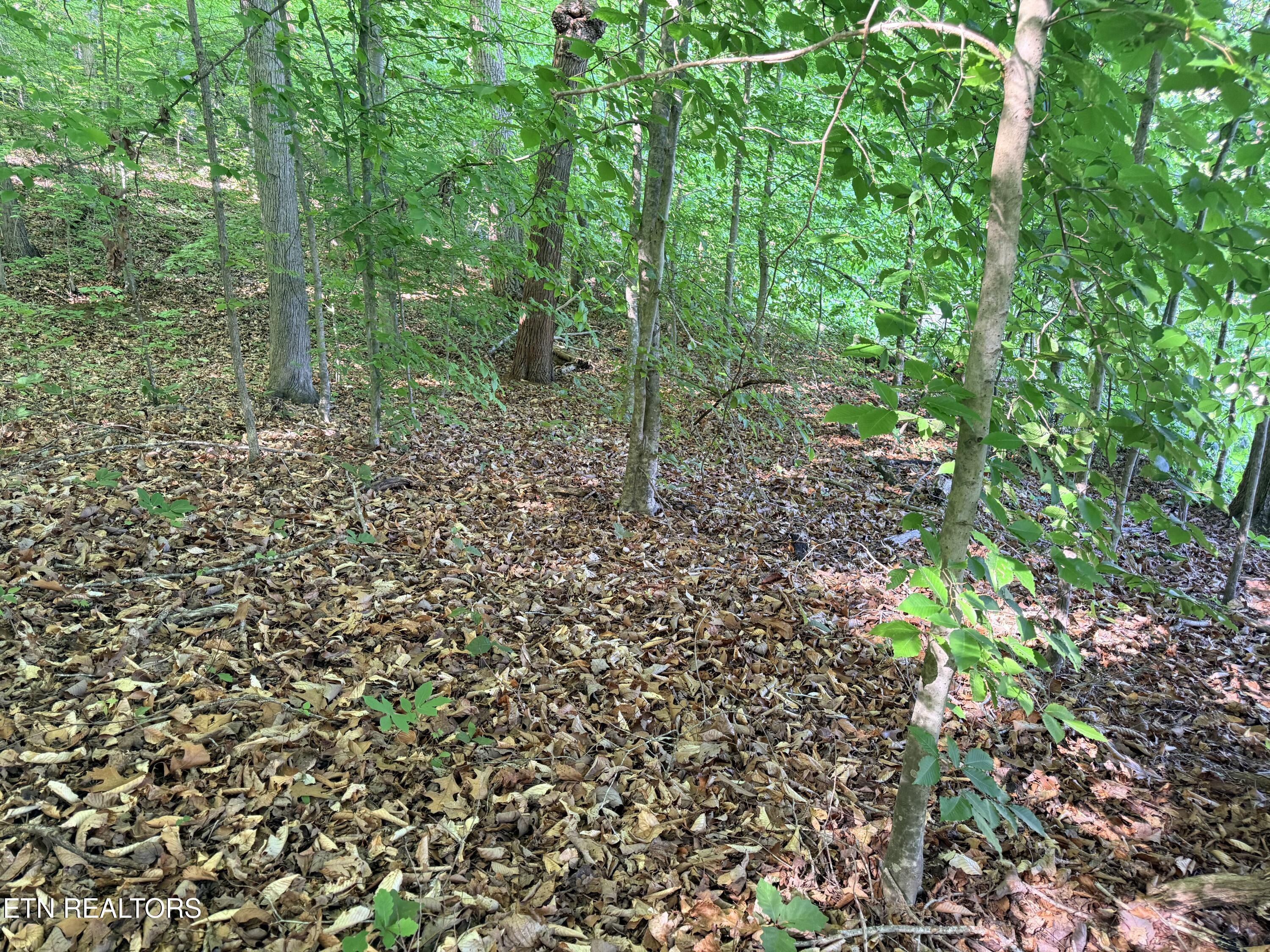 Lot 74, Norris Shores Drive, Sharps Chapel, TN - Norris Lake Real Estate - Image# 8