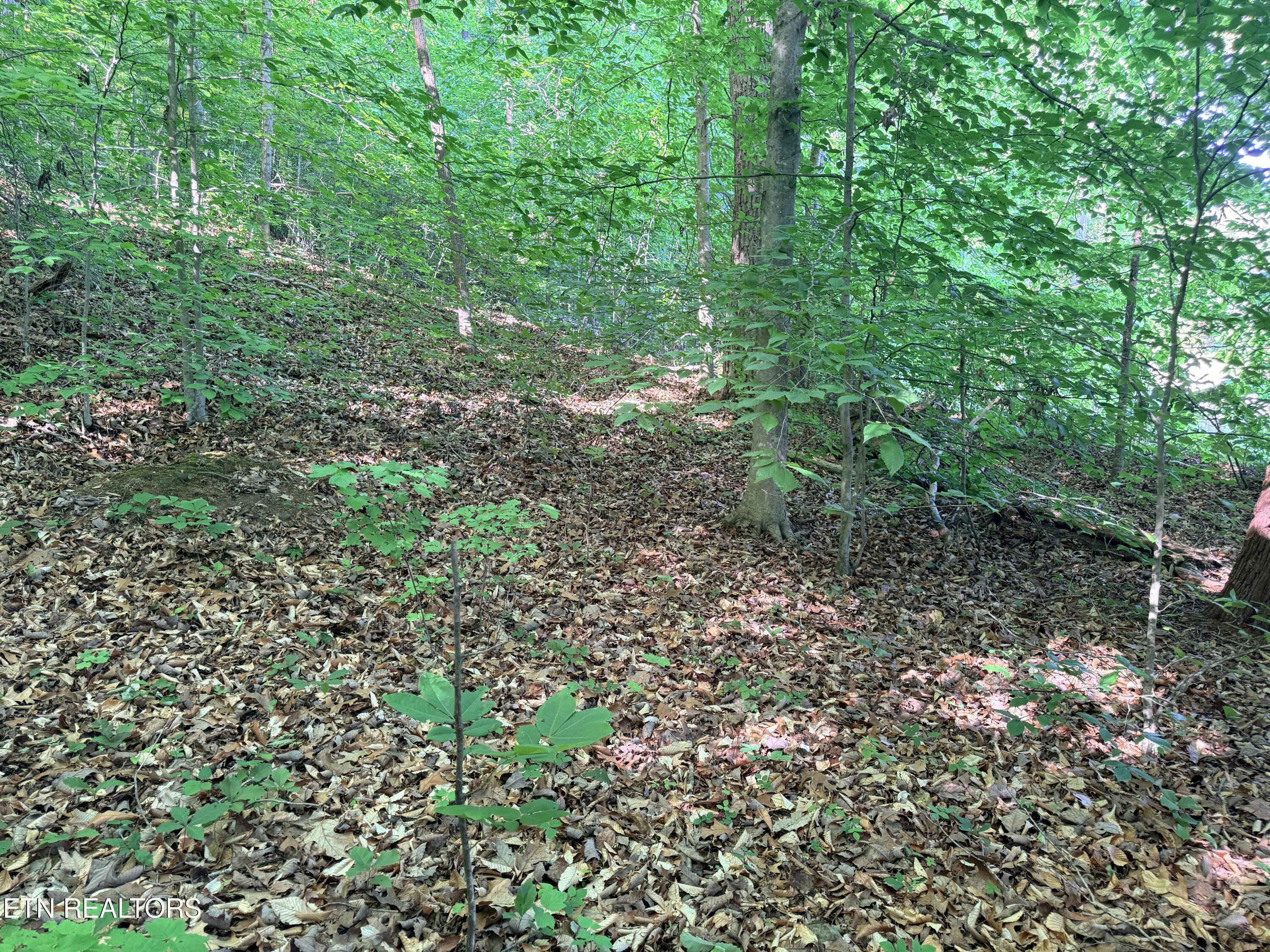 Lot 74, Norris Shores Drive, Sharps Chapel, TN - Norris Lake Real Estate - Image# 9