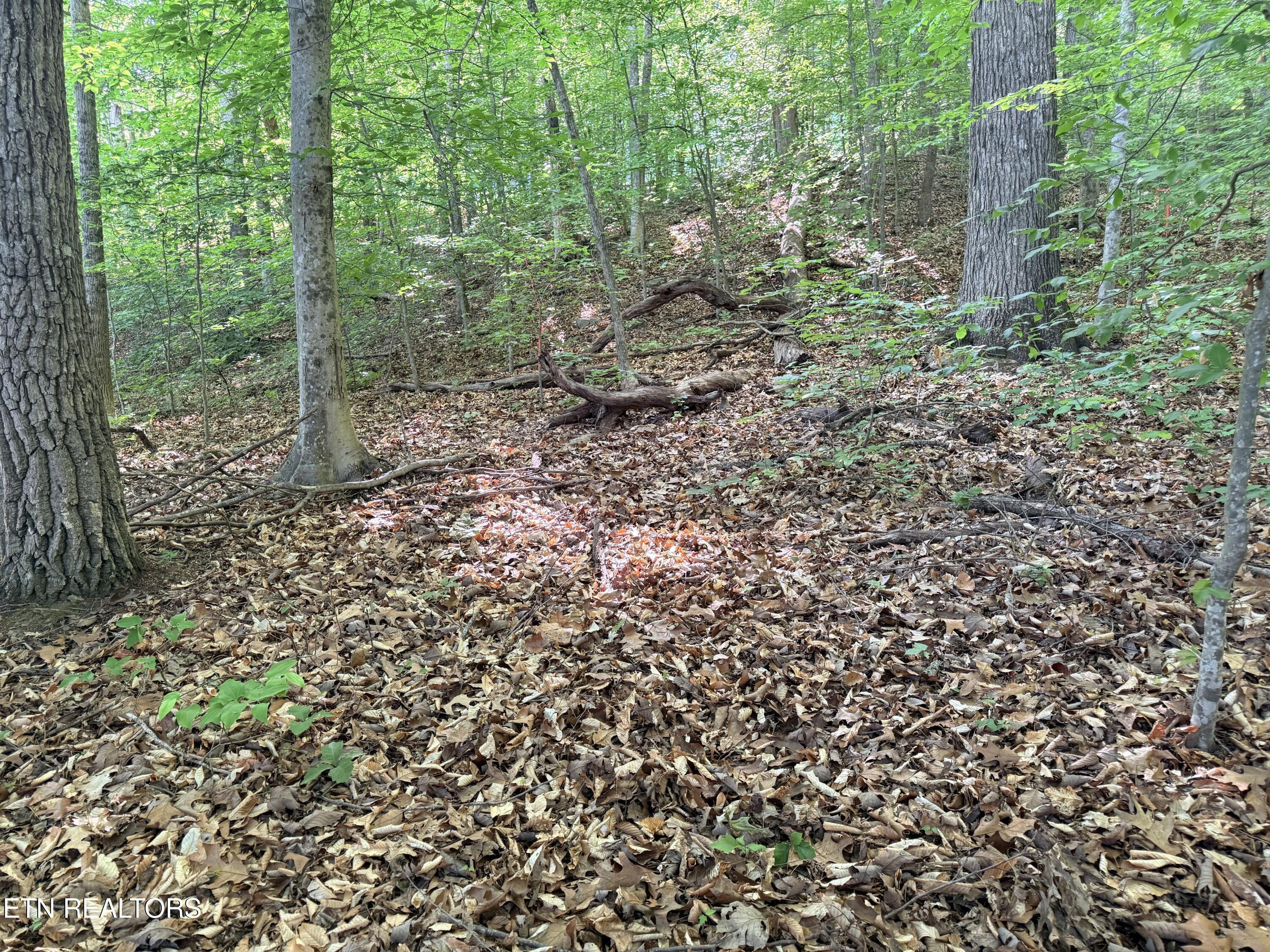 Lot 74, Norris Shores Drive, Sharps Chapel, TN - Norris Lake Real Estate - Image# 10