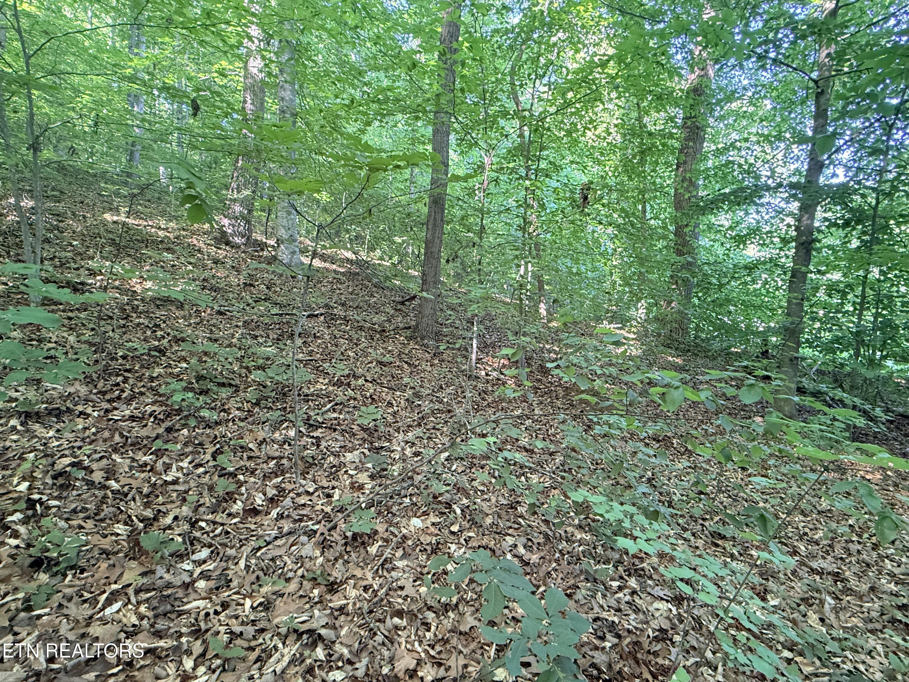 Lot 74, Norris Shores Drive, Sharps Chapel, TN - Norris Lake Real Estate - Image# 11