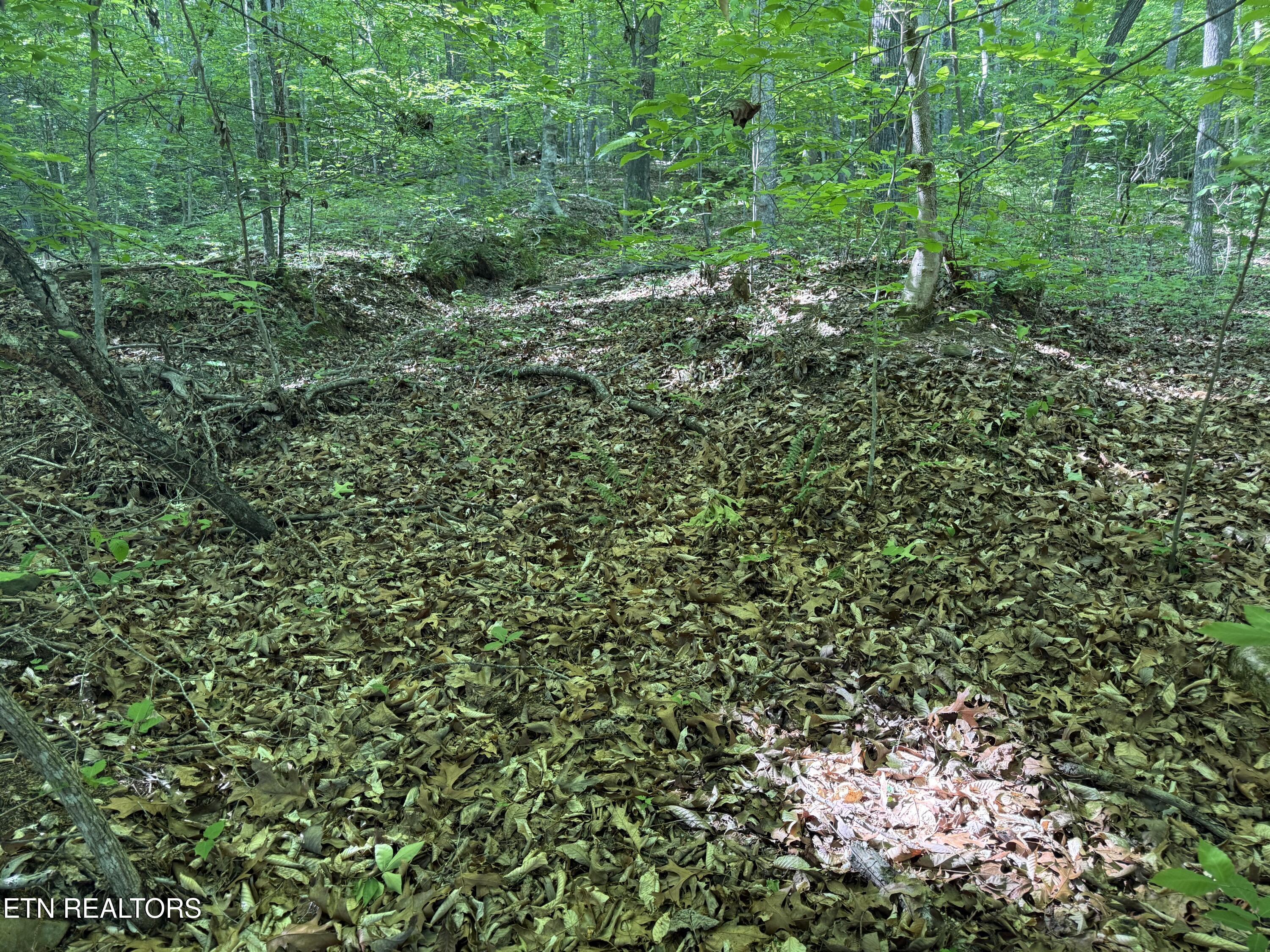 Lot 74, Norris Shores Drive, Sharps Chapel, TN - Norris Lake Real Estate - Image# 14