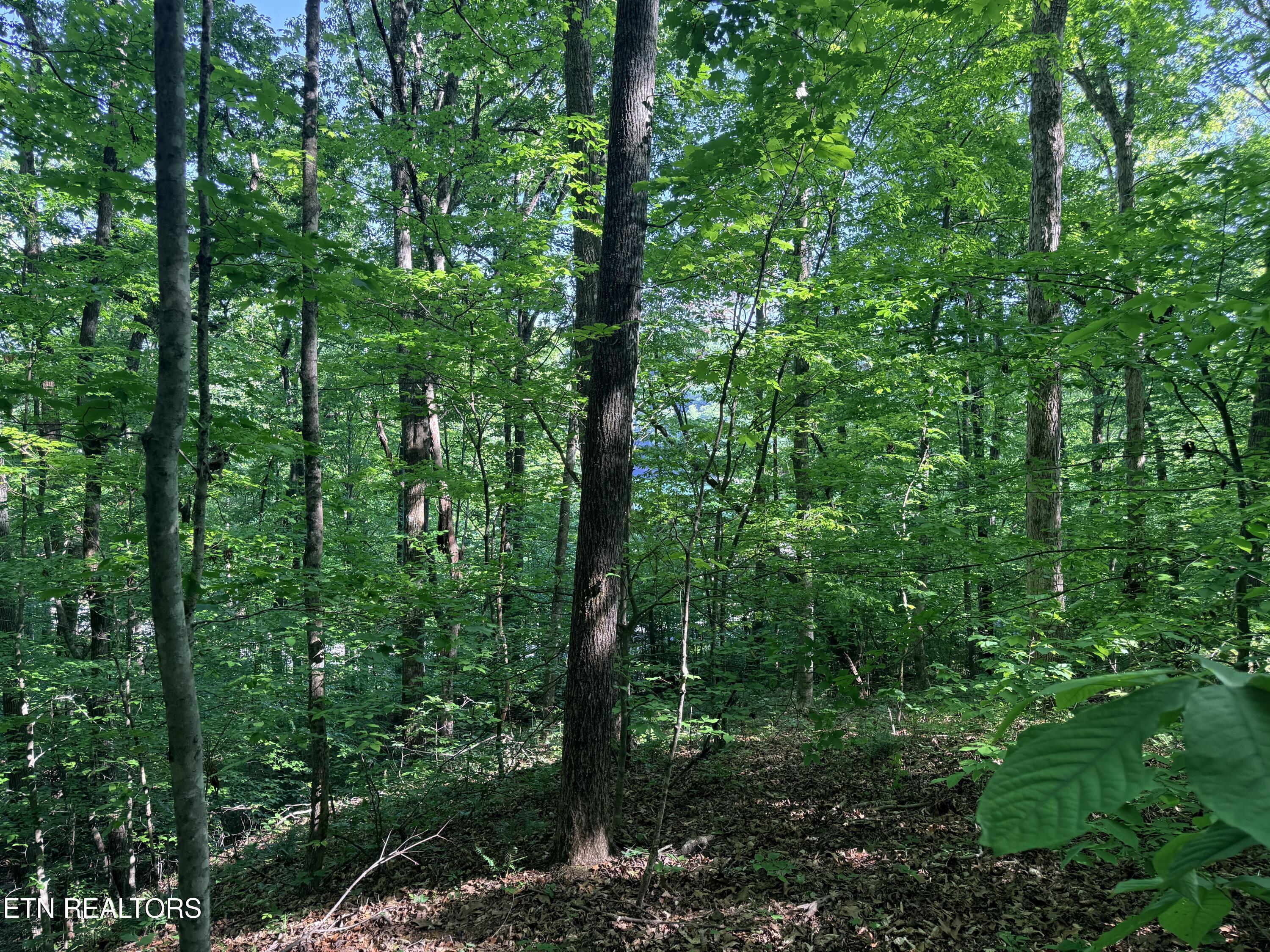 Lot 74, Norris Shores Drive, Sharps Chapel, TN - Norris Lake Real Estate - Image# 15