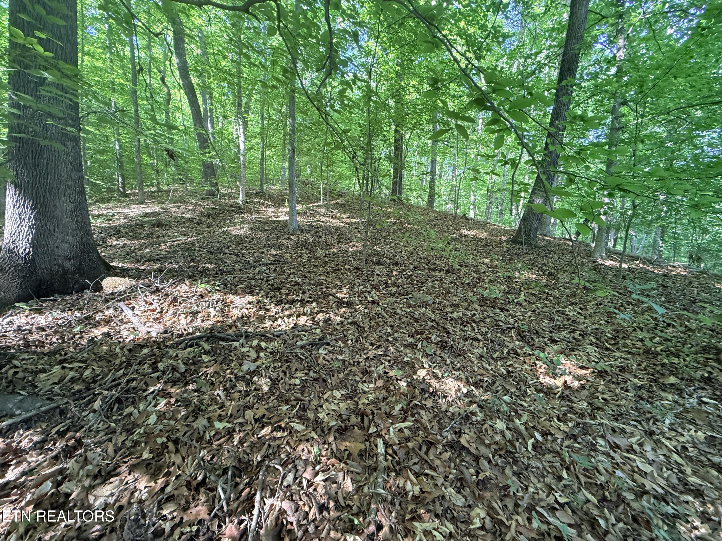 Lot 74, Norris Shores Drive, Sharps Chapel, TN - Norris Lake Real Estate - Image# 21