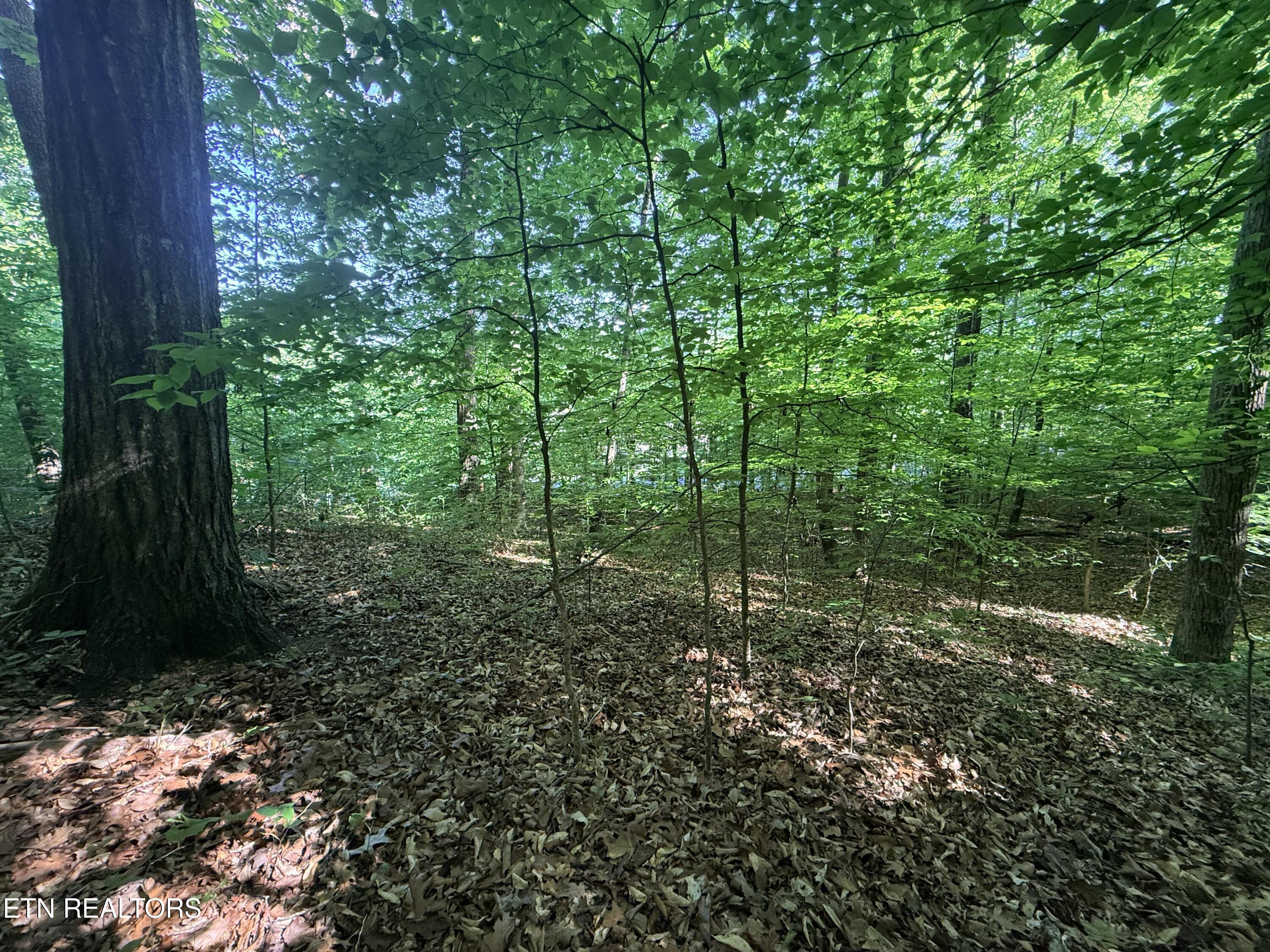 Lot 74, Norris Shores Drive, Sharps Chapel, TN - Norris Lake Real Estate - Image# 23