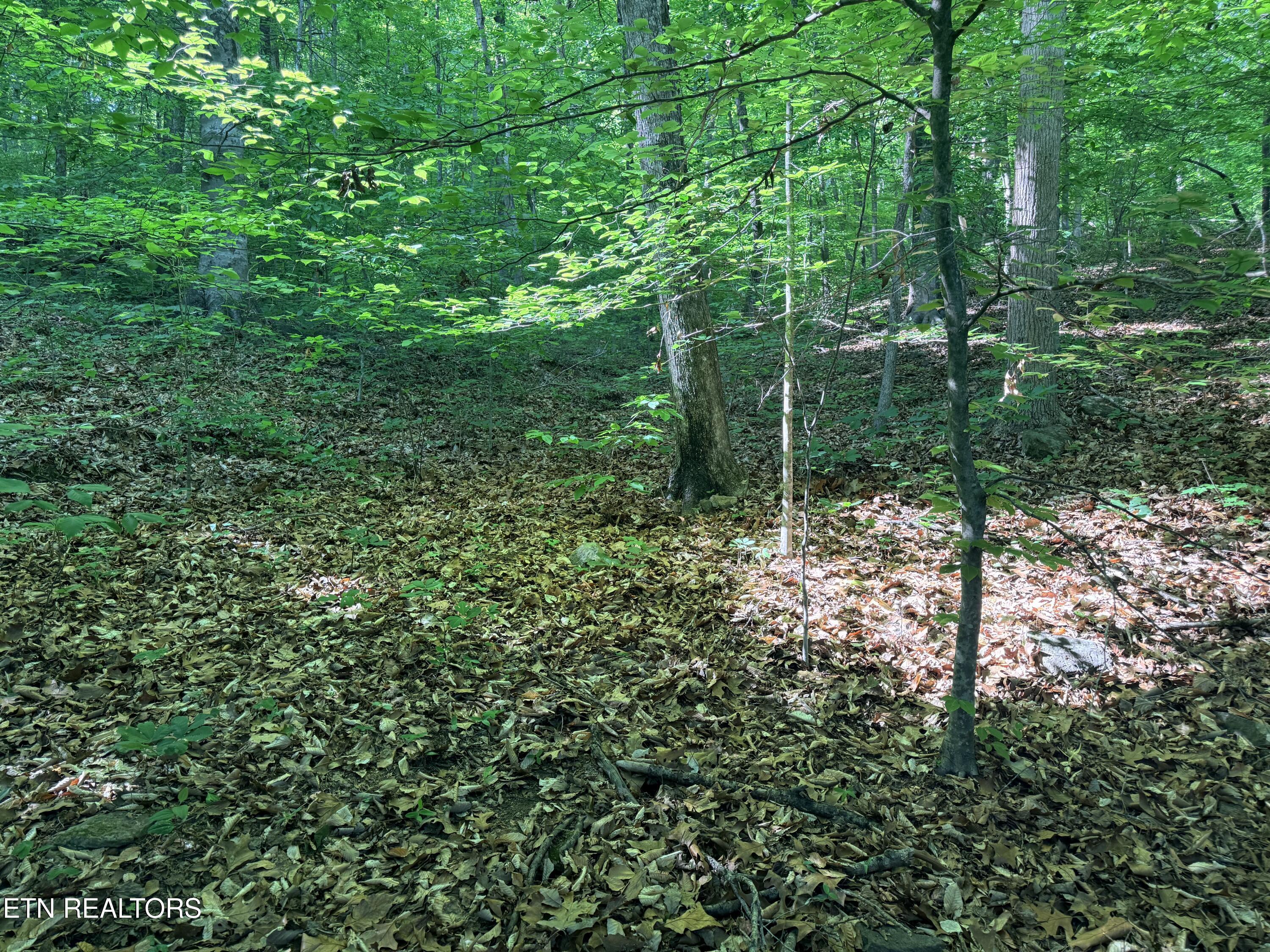 Lot 74, Norris Shores Drive, Sharps Chapel, TN - Norris Lake Real Estate - Image# 24