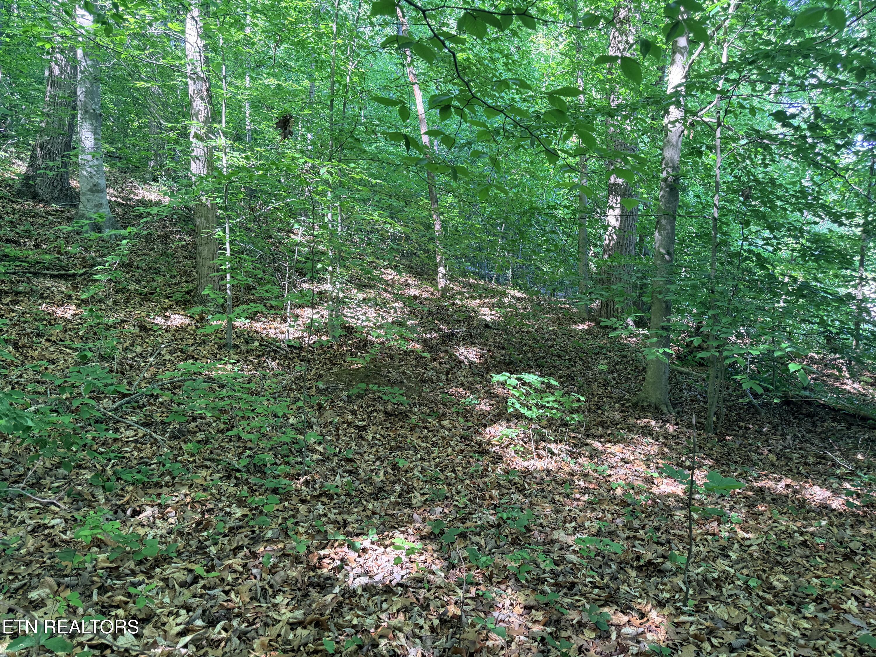 Lot 74, Norris Shores Drive, Sharps Chapel, TN - Norris Lake Real Estate - Image# 25