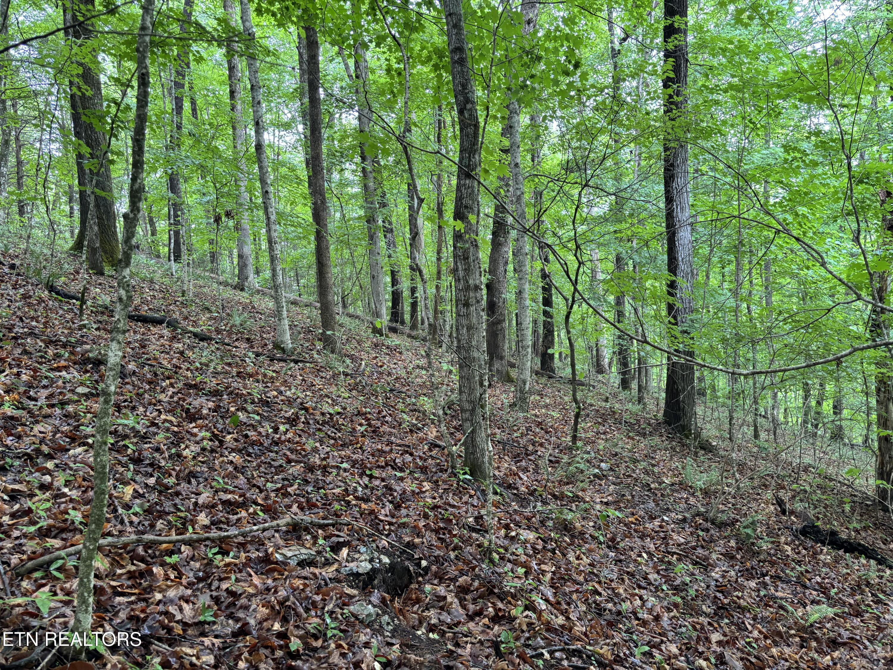 Lakemont Lane, Caryville, TN - Norris Lake Real Estate - Image# 3