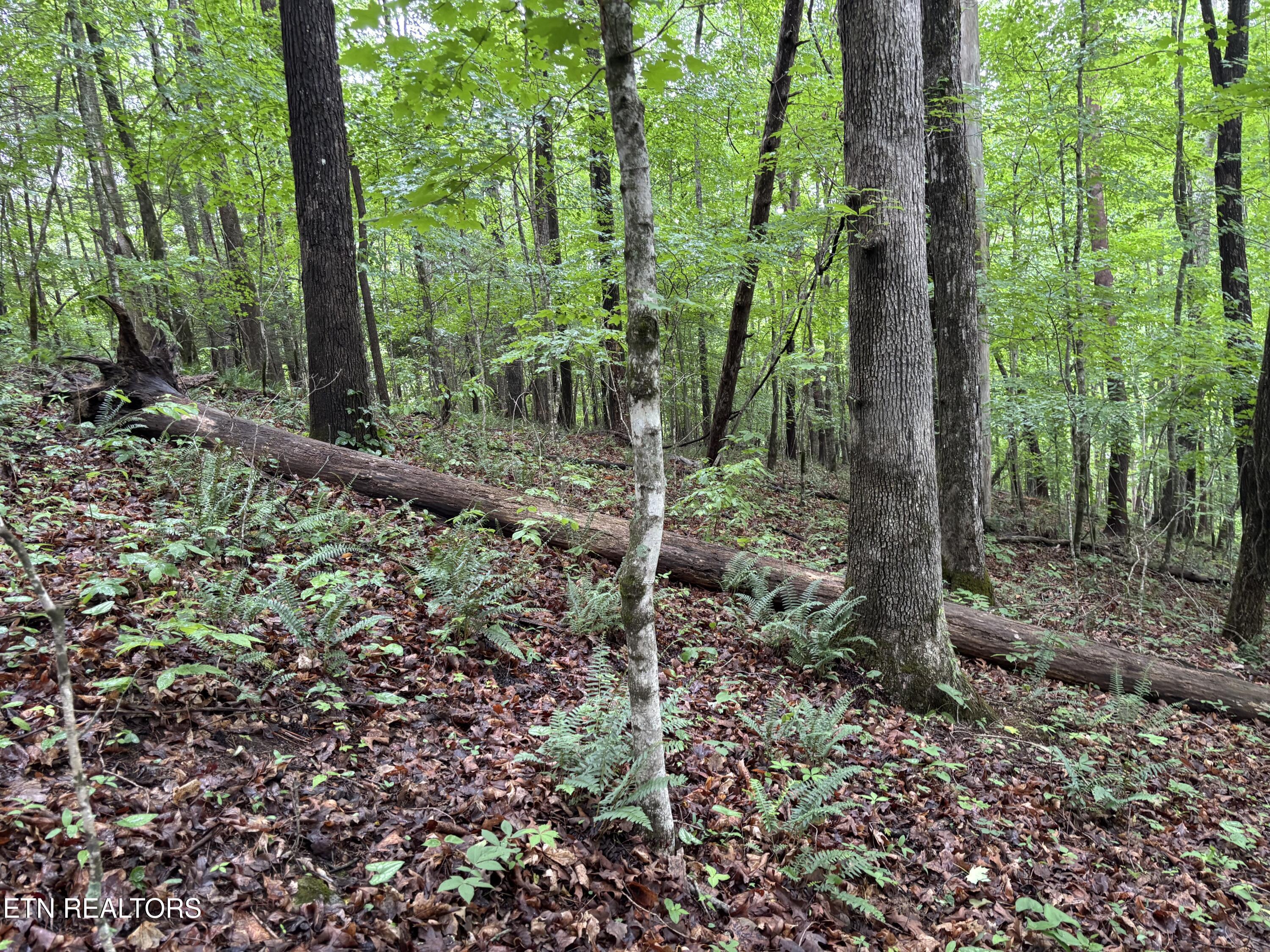 Lakemont Lane, Caryville, TN - Norris Lake Real Estate - Image# 5