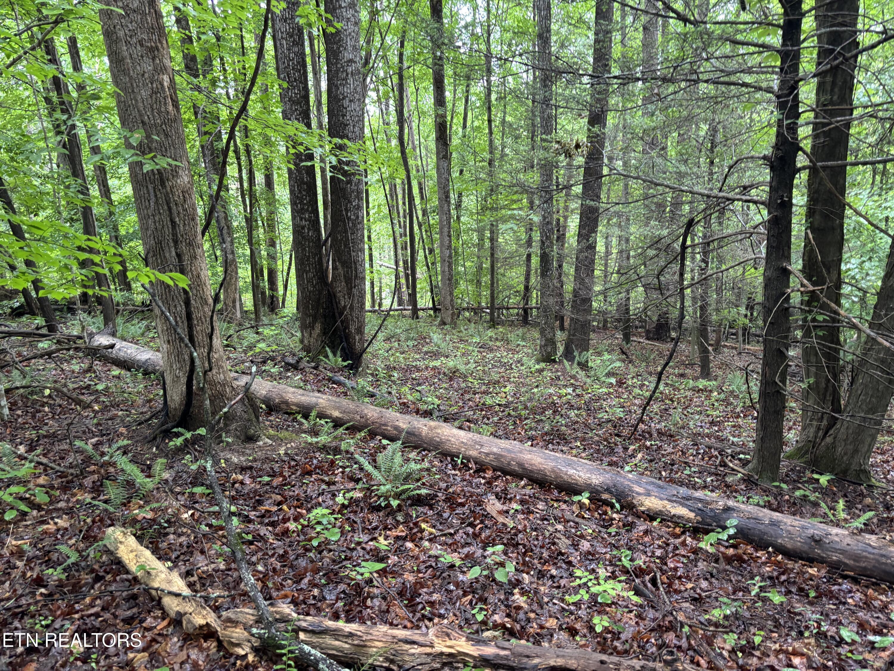 Lakemont Lane, Caryville, TN - Norris Lake Real Estate - Image# 2