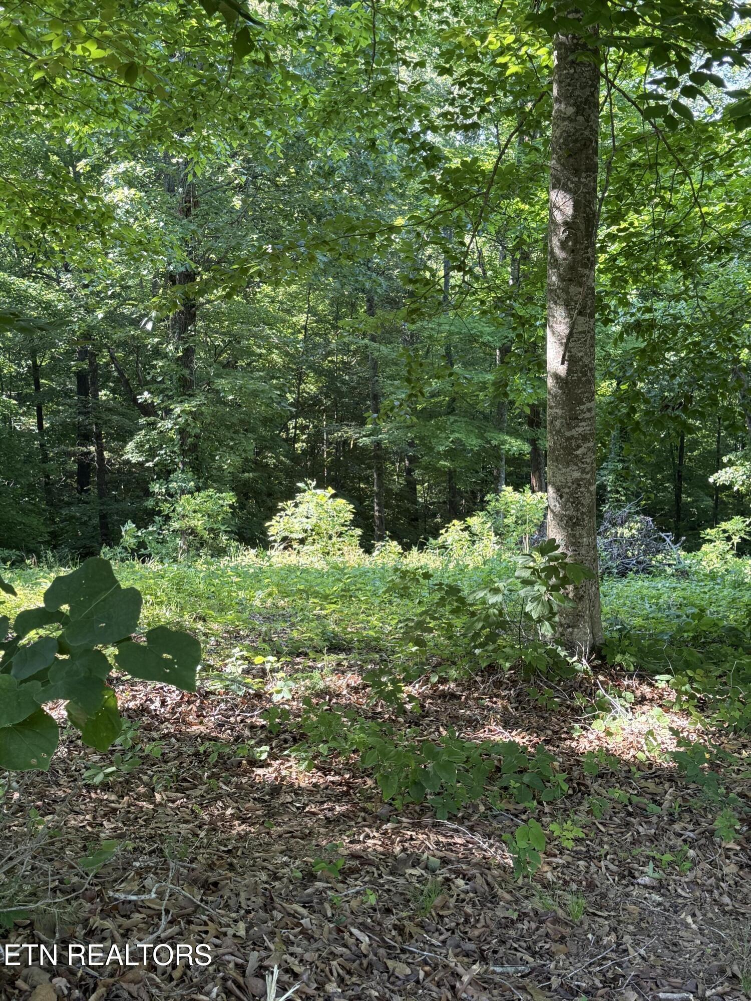 Lot 79 Pinnacle Pointe Way, Sharps Chapel, TN - Norris Lake Real Estate - Image# 5