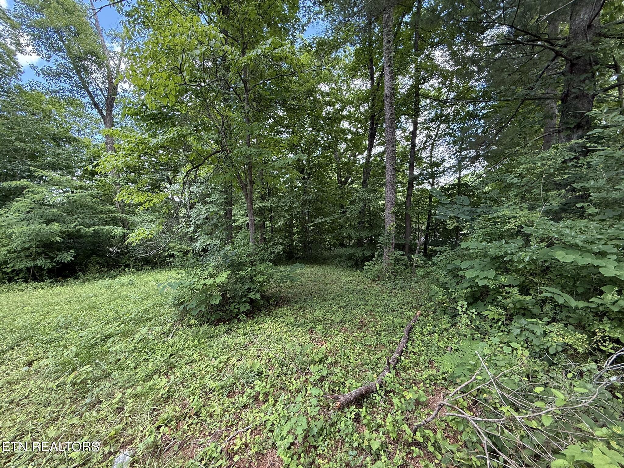 Shoreline Circle, Lafollette, TN - Norris Lake Real Estate - Image# 3